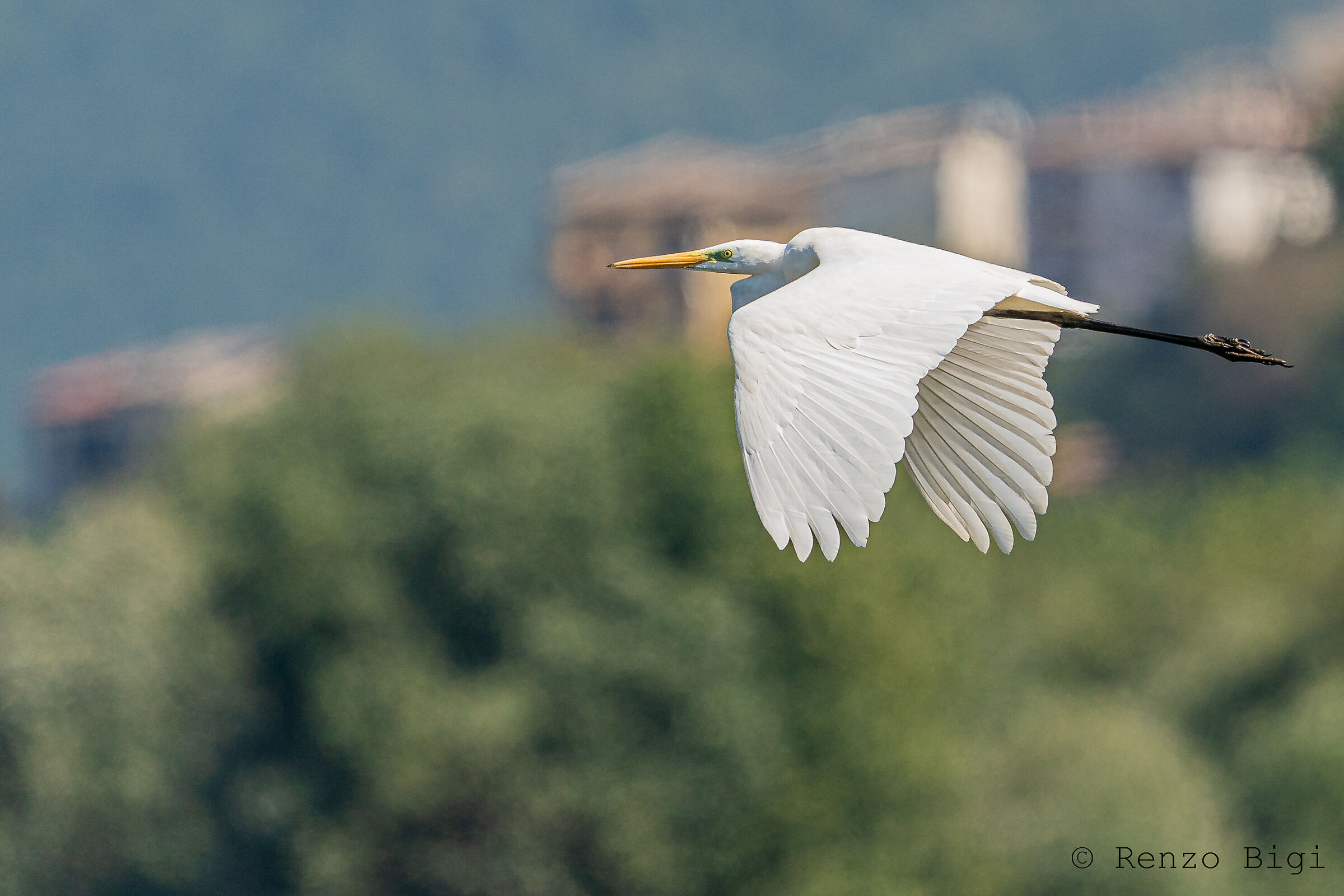 Airone bianco maggiore