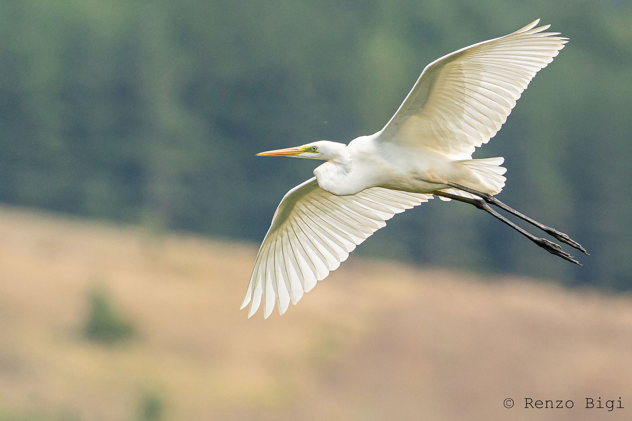 Airone bianco maggiore