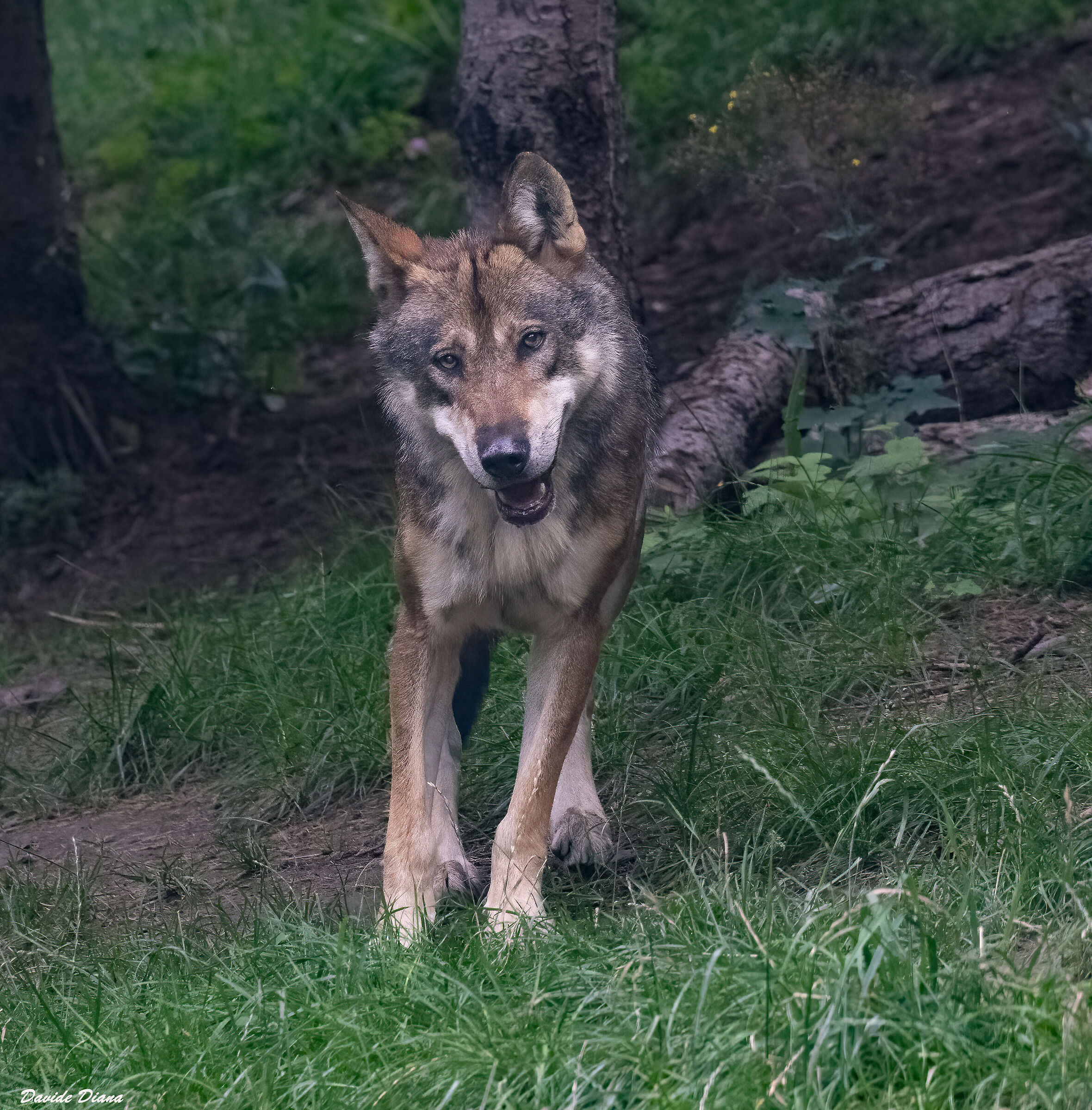 Wolf