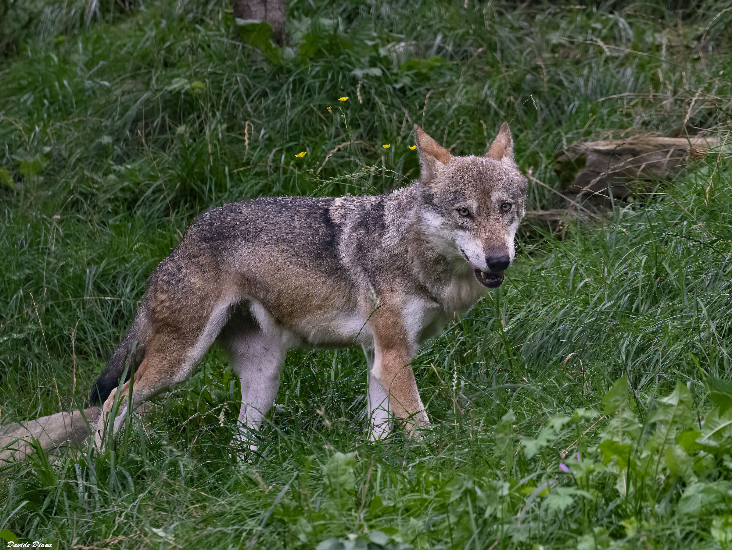 Wolf