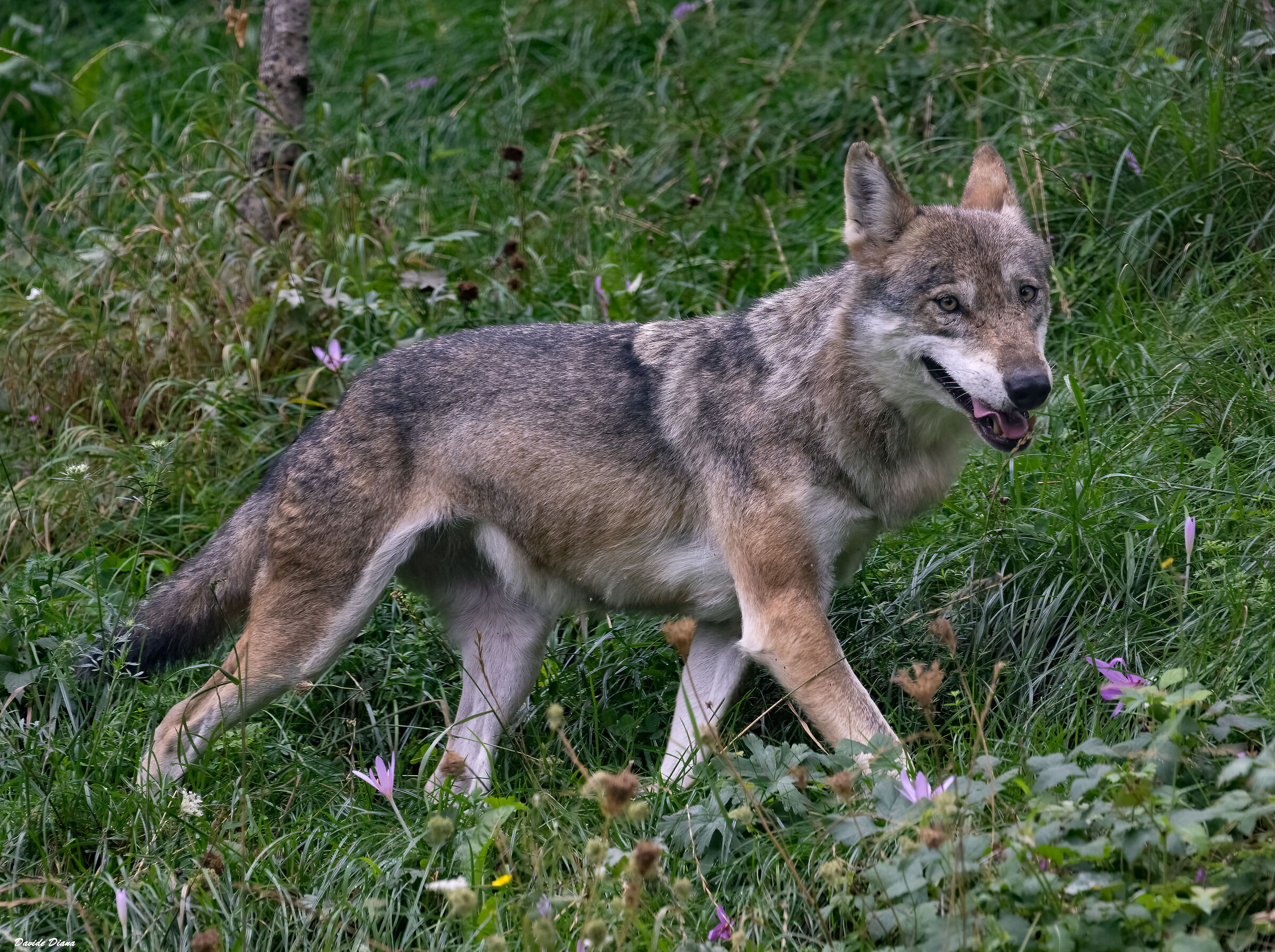 Wolf