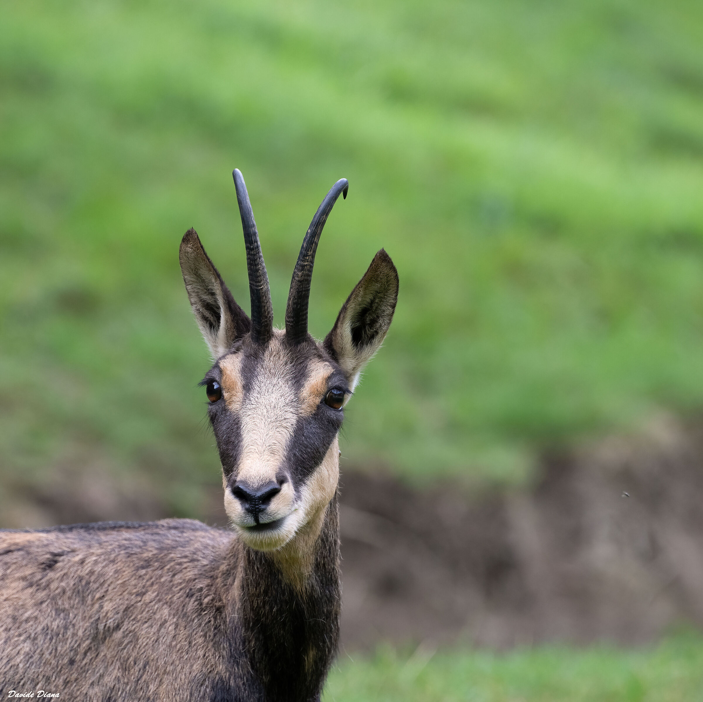 Chamois