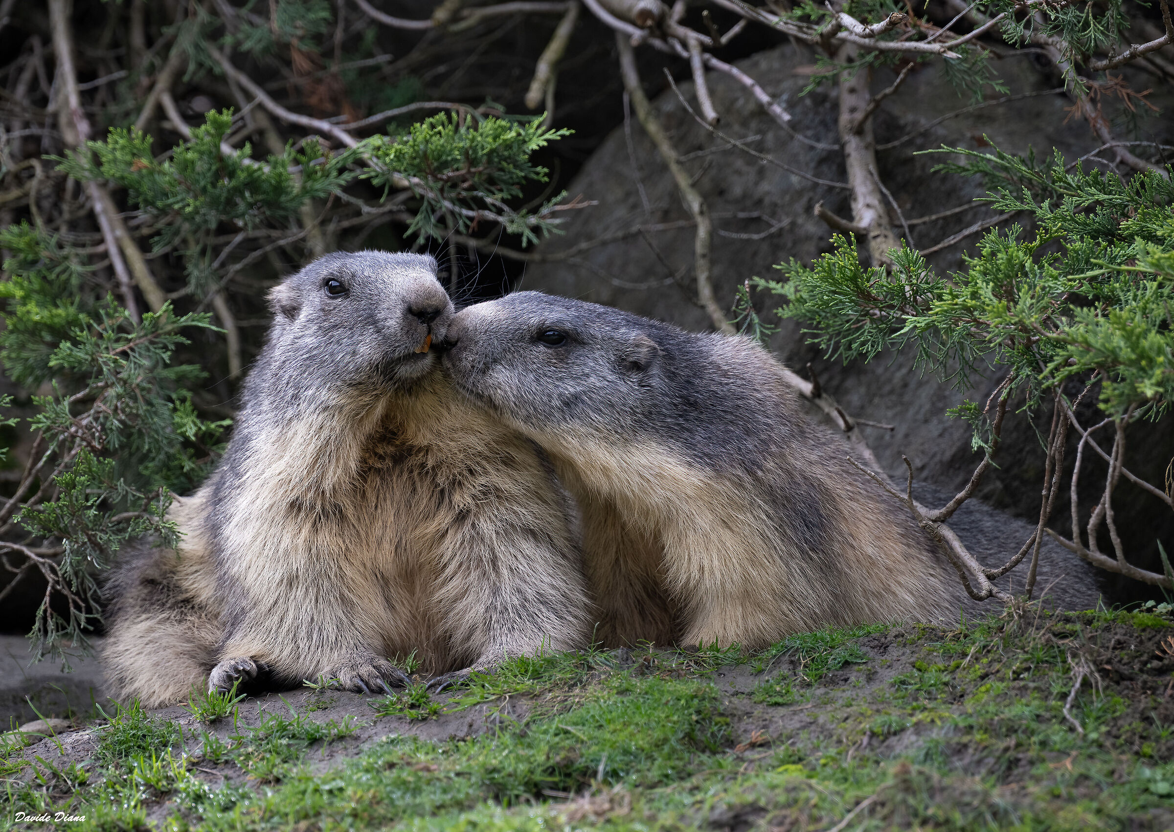 Marmotte