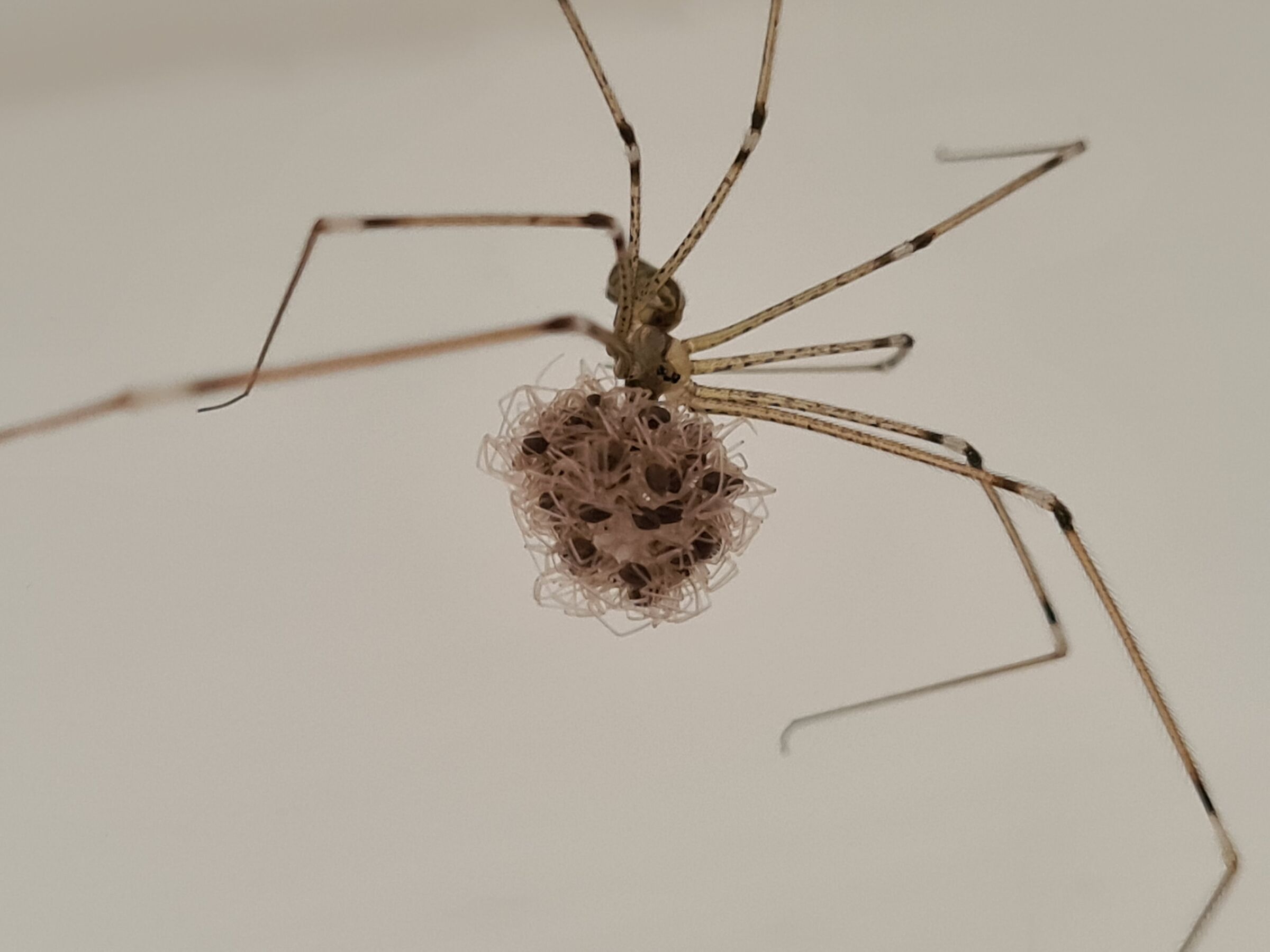 SpiderMom2