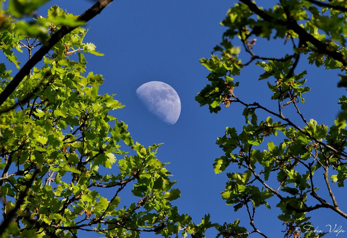 Luna tra le foglie