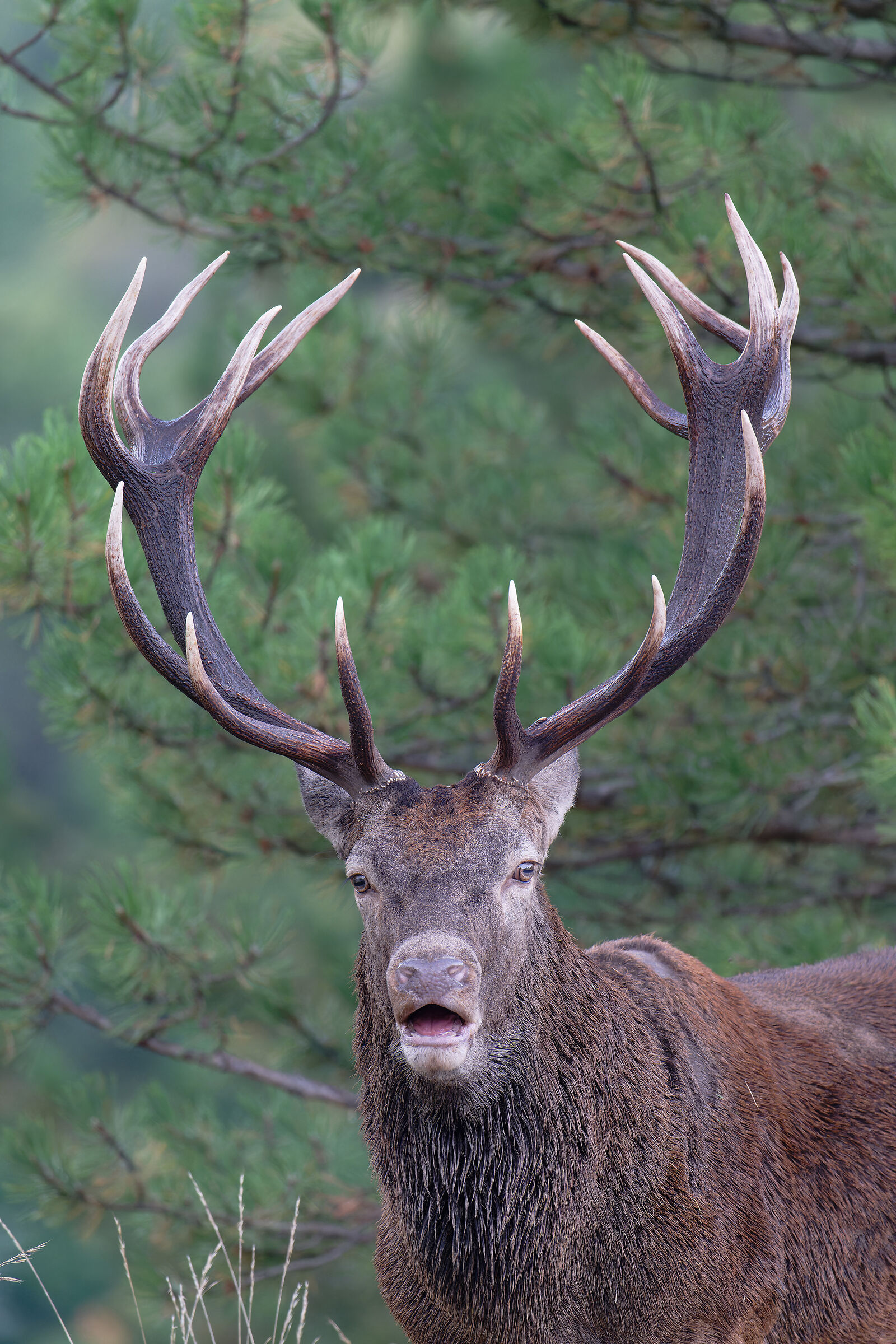 Noble deer