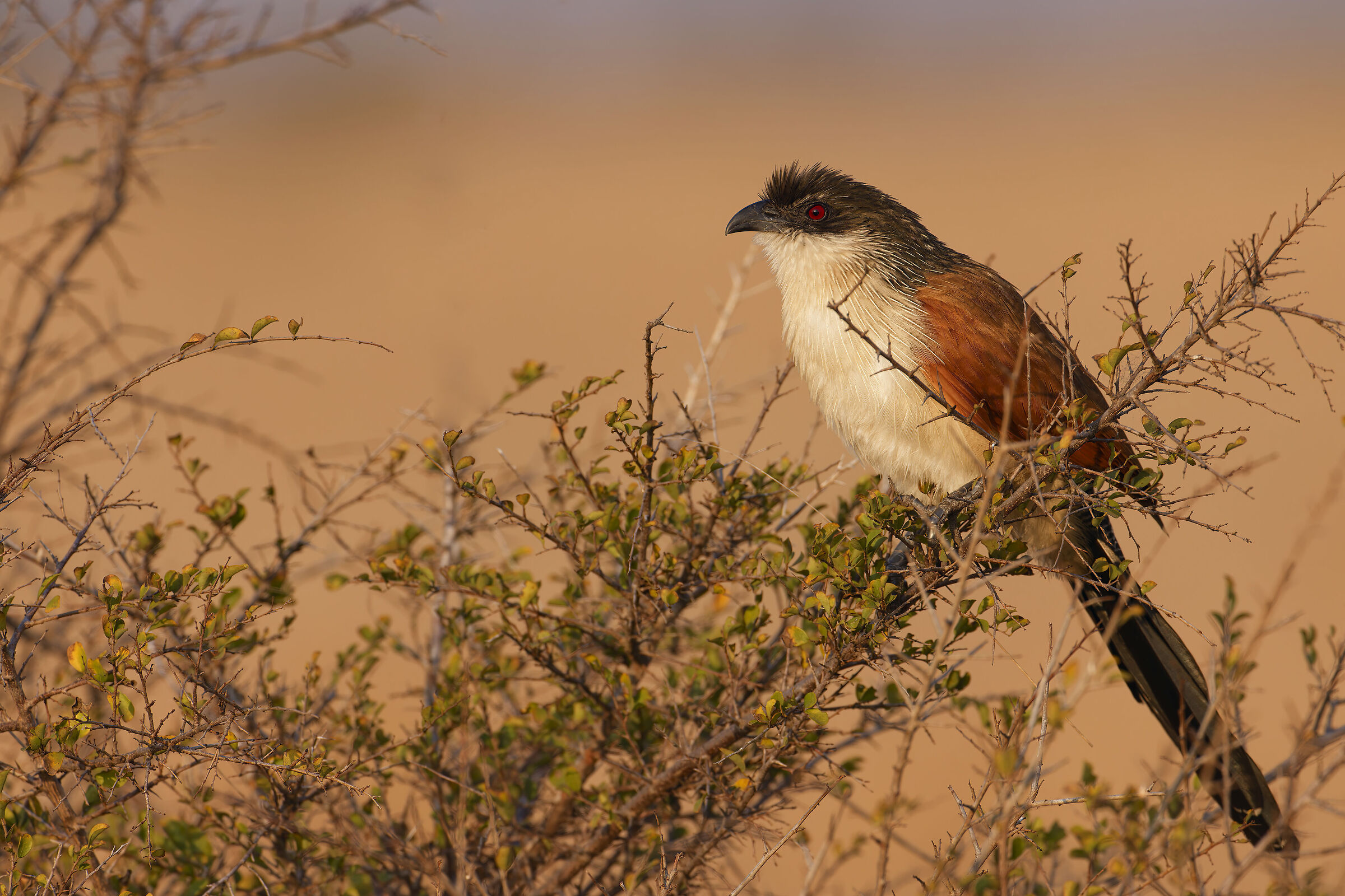 Burchell's Coucal
