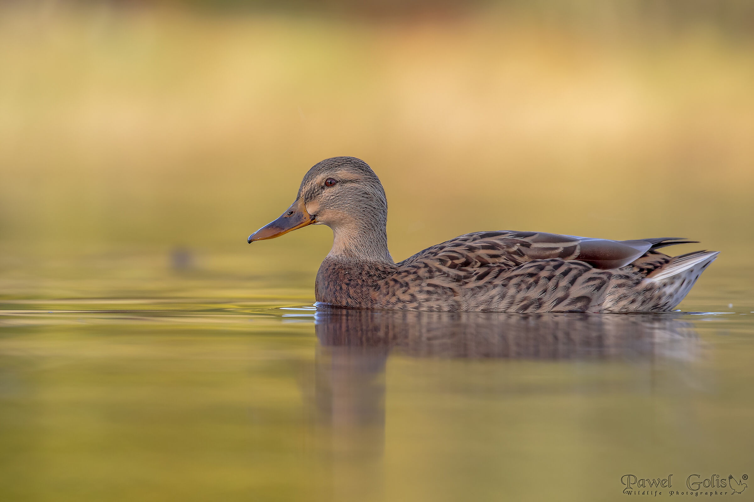 Germano reale (Anas platyrhynchos)