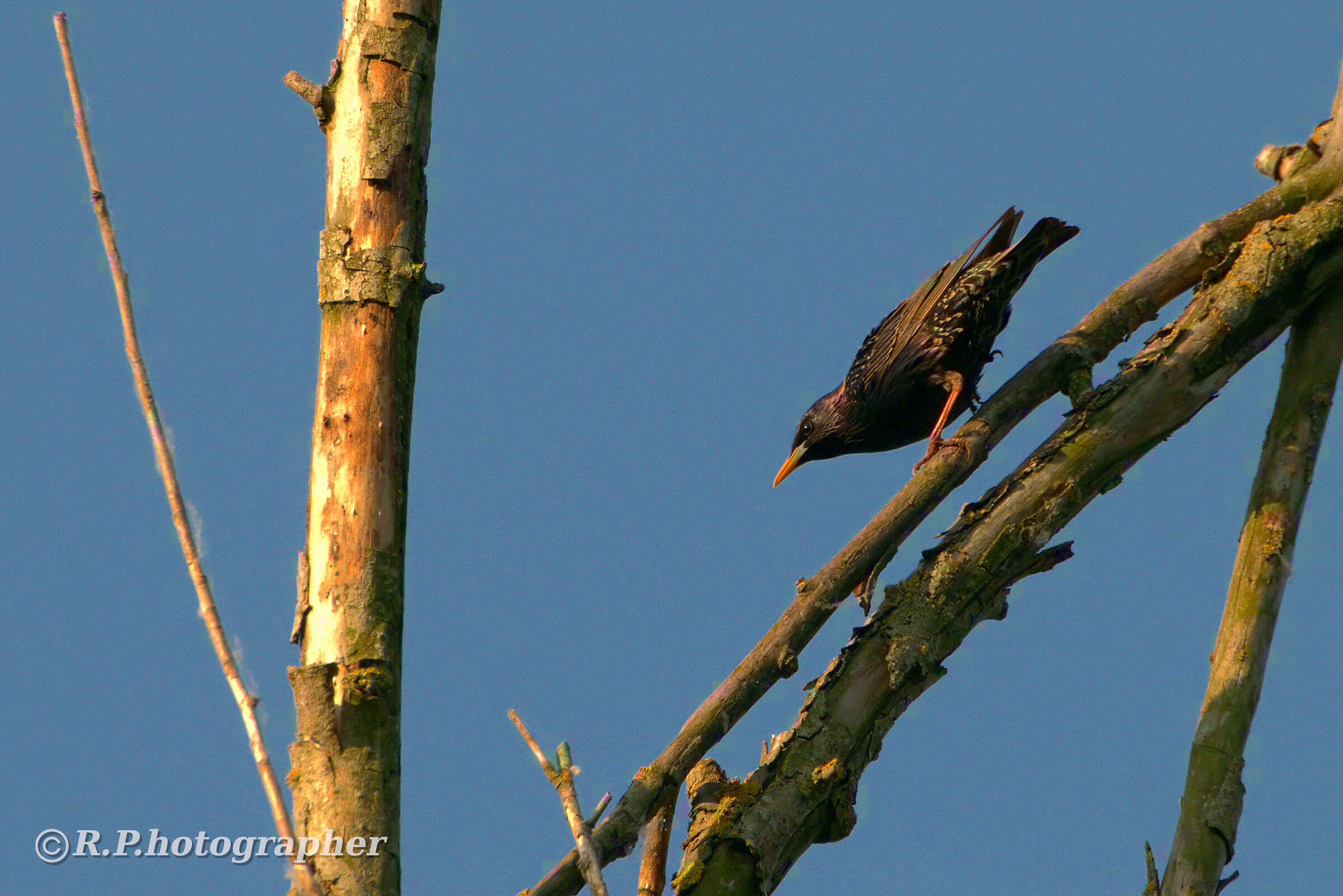 Starling