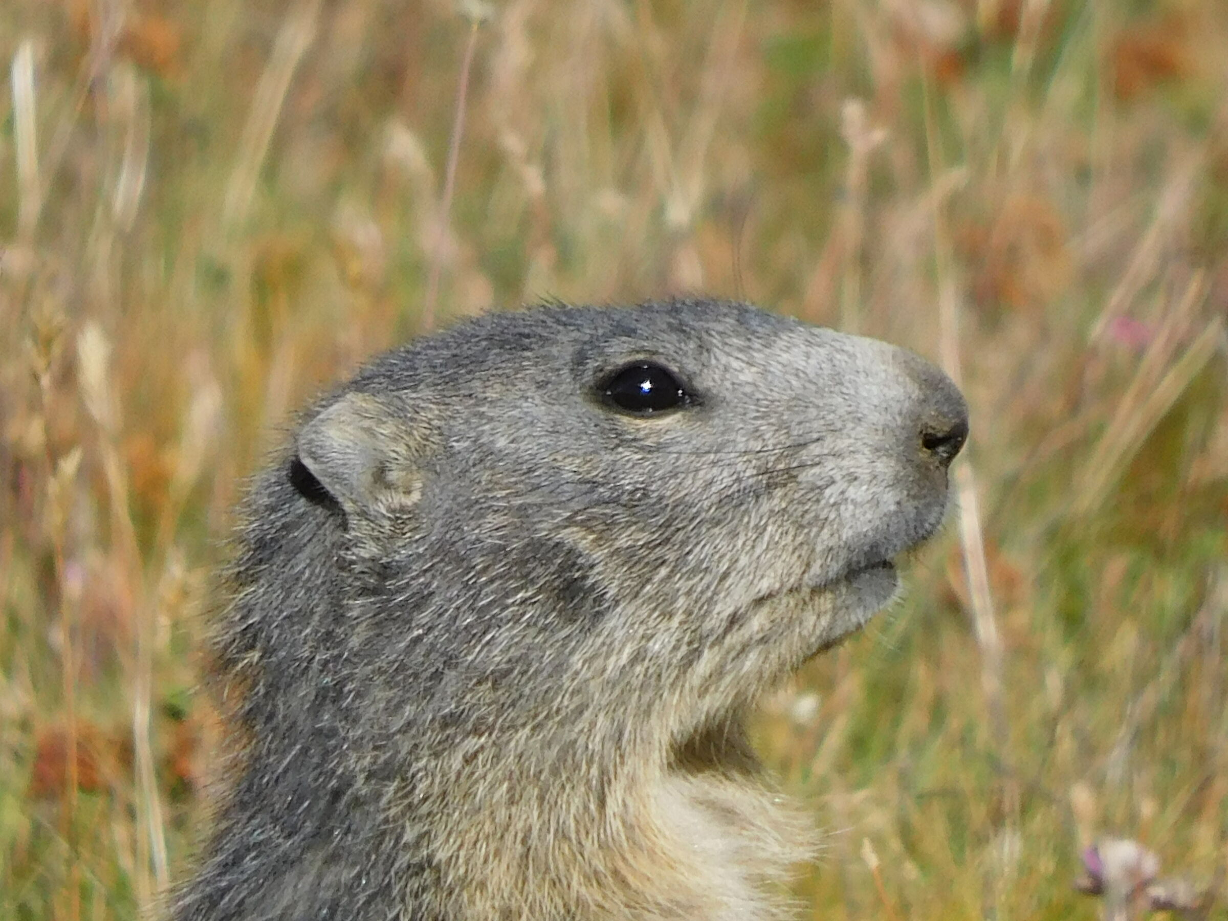Marmotta guardinga della Gardetta