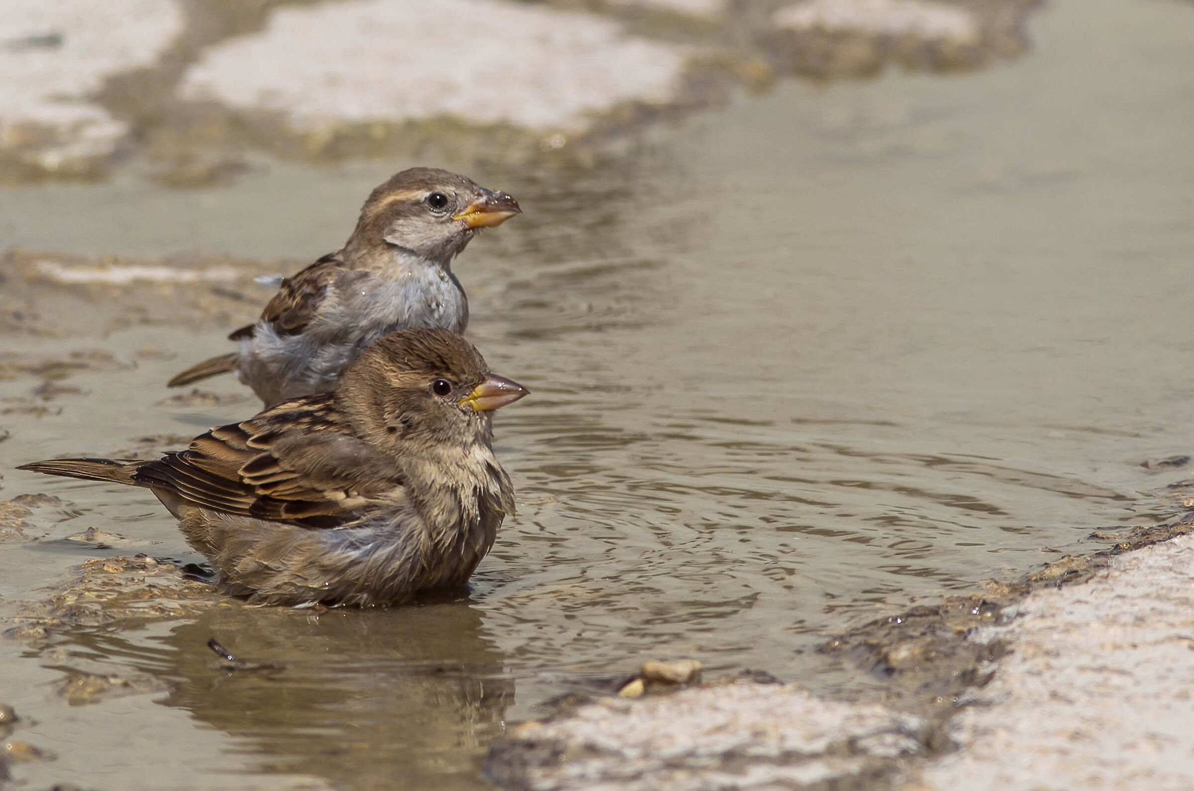 E chi non beve in compagnia......