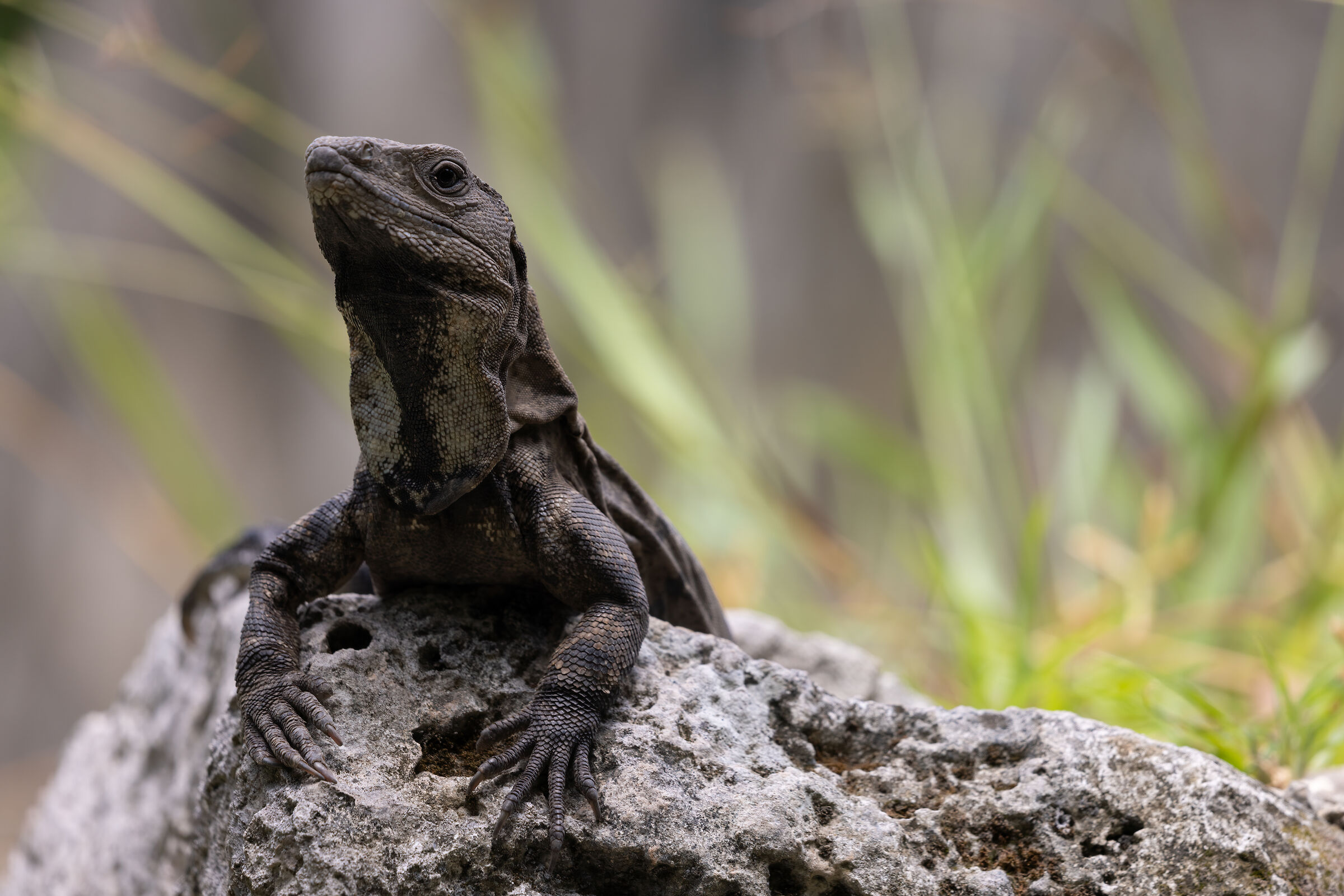 King Iguana