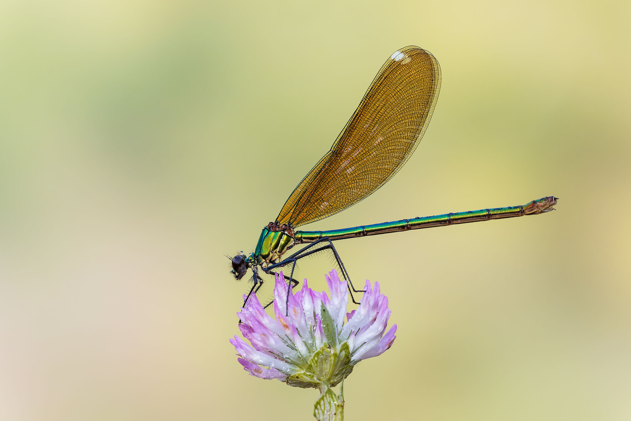 Calopteryx splendens