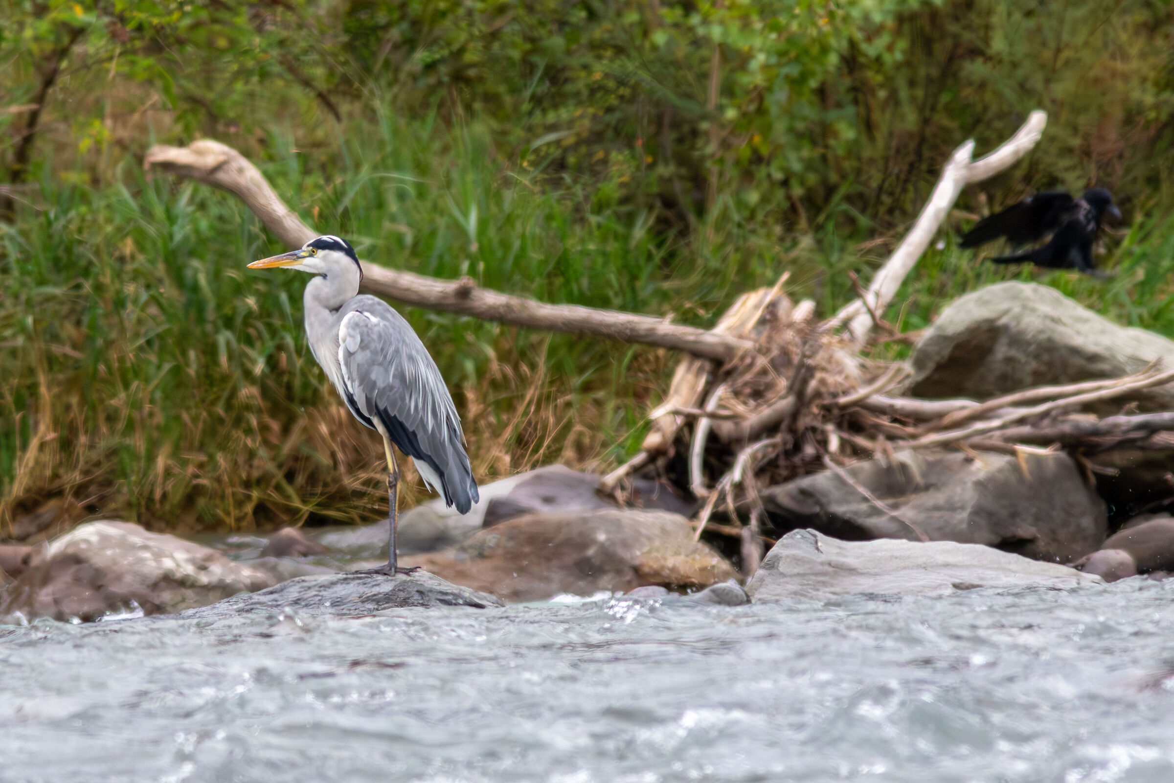 Heron Cinerino al Talvera - Bolzano