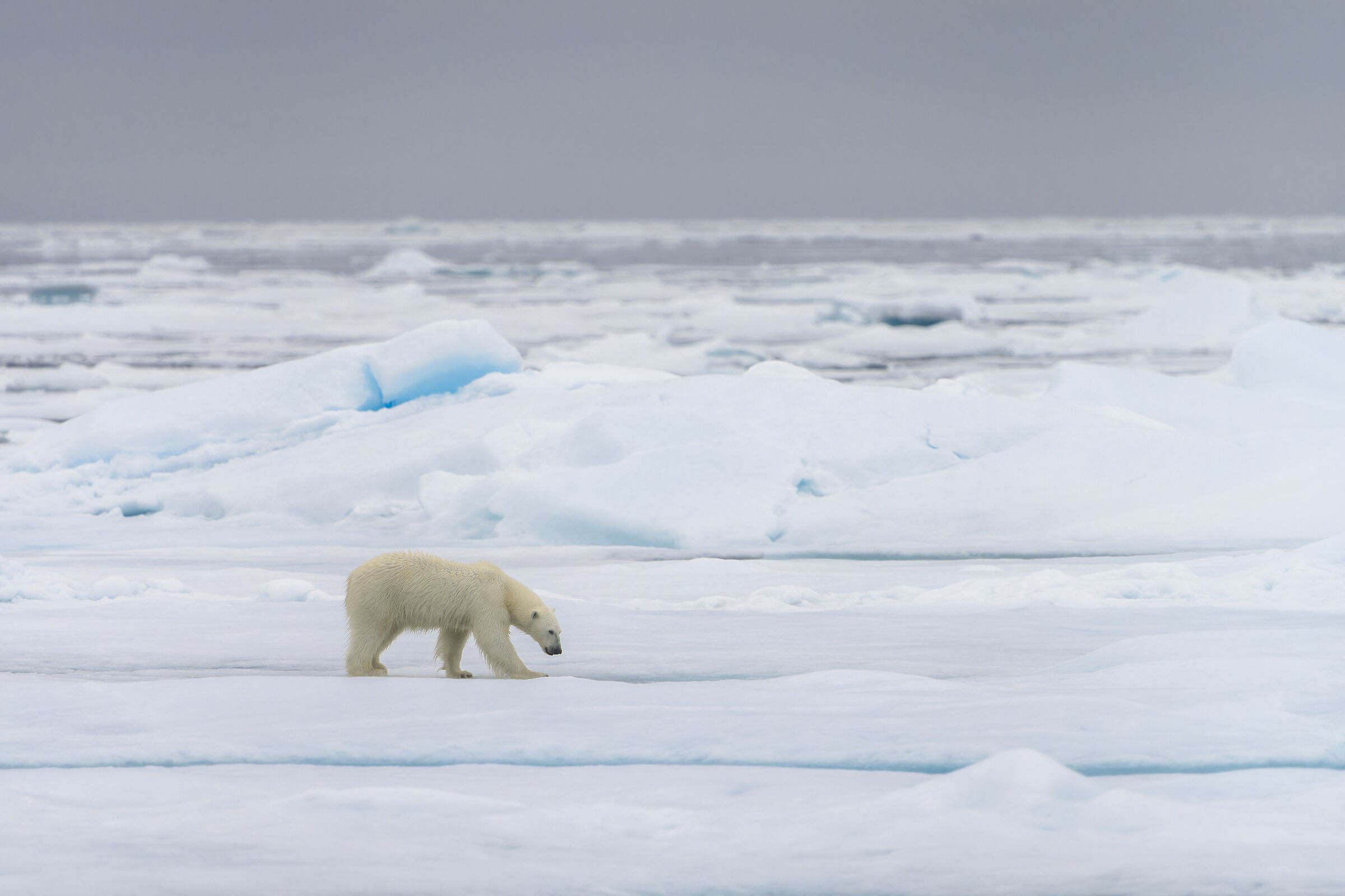 Polar bear, Svalbard.