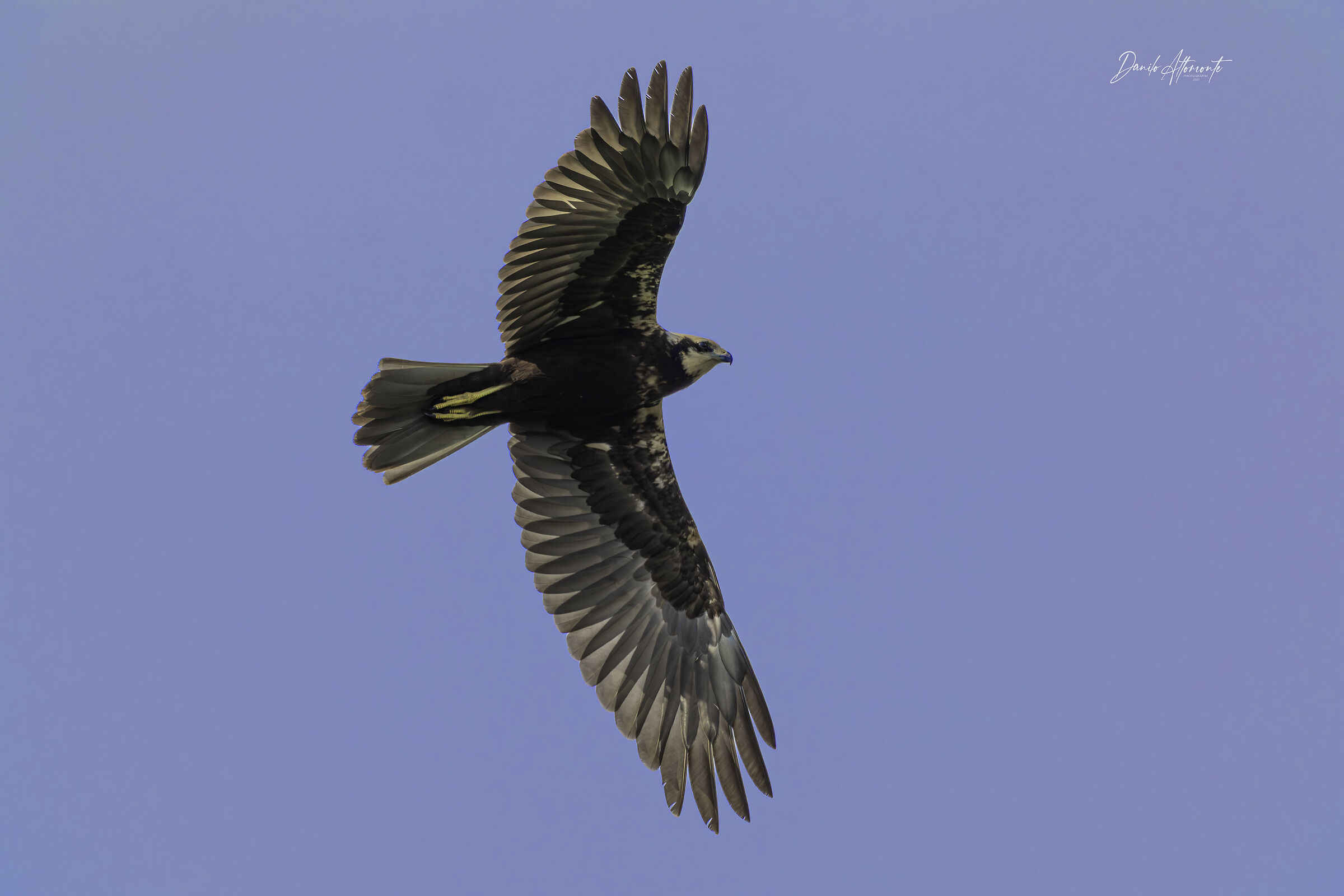 Female marsh harrier