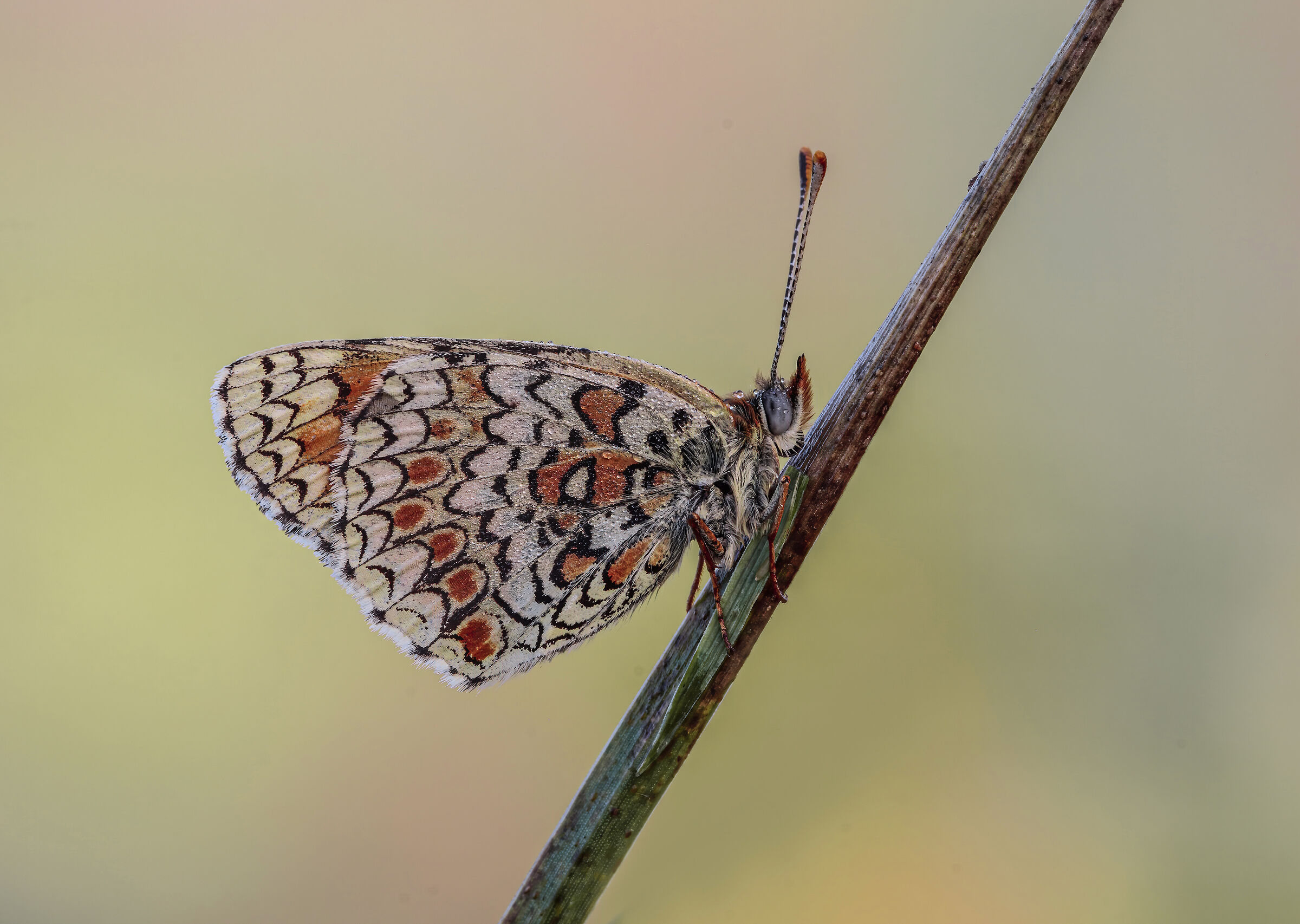 Melitaea dydima