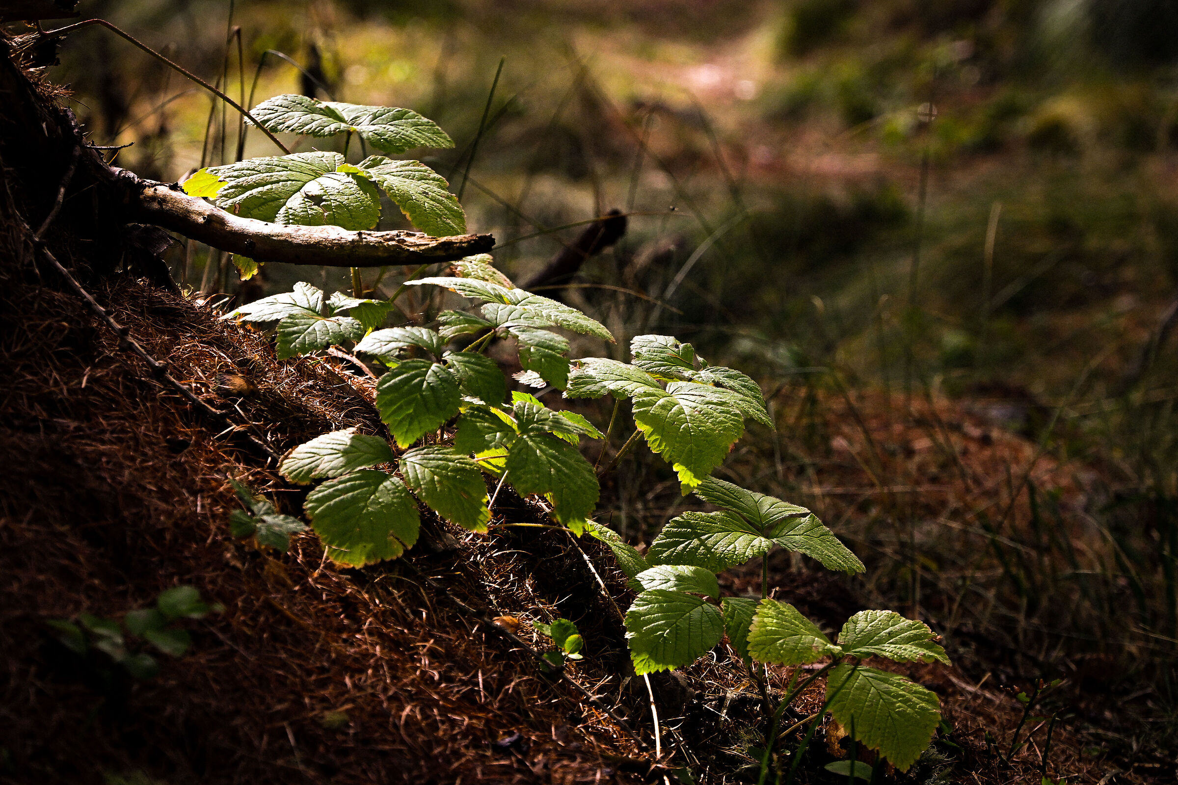 Leaves in the woods