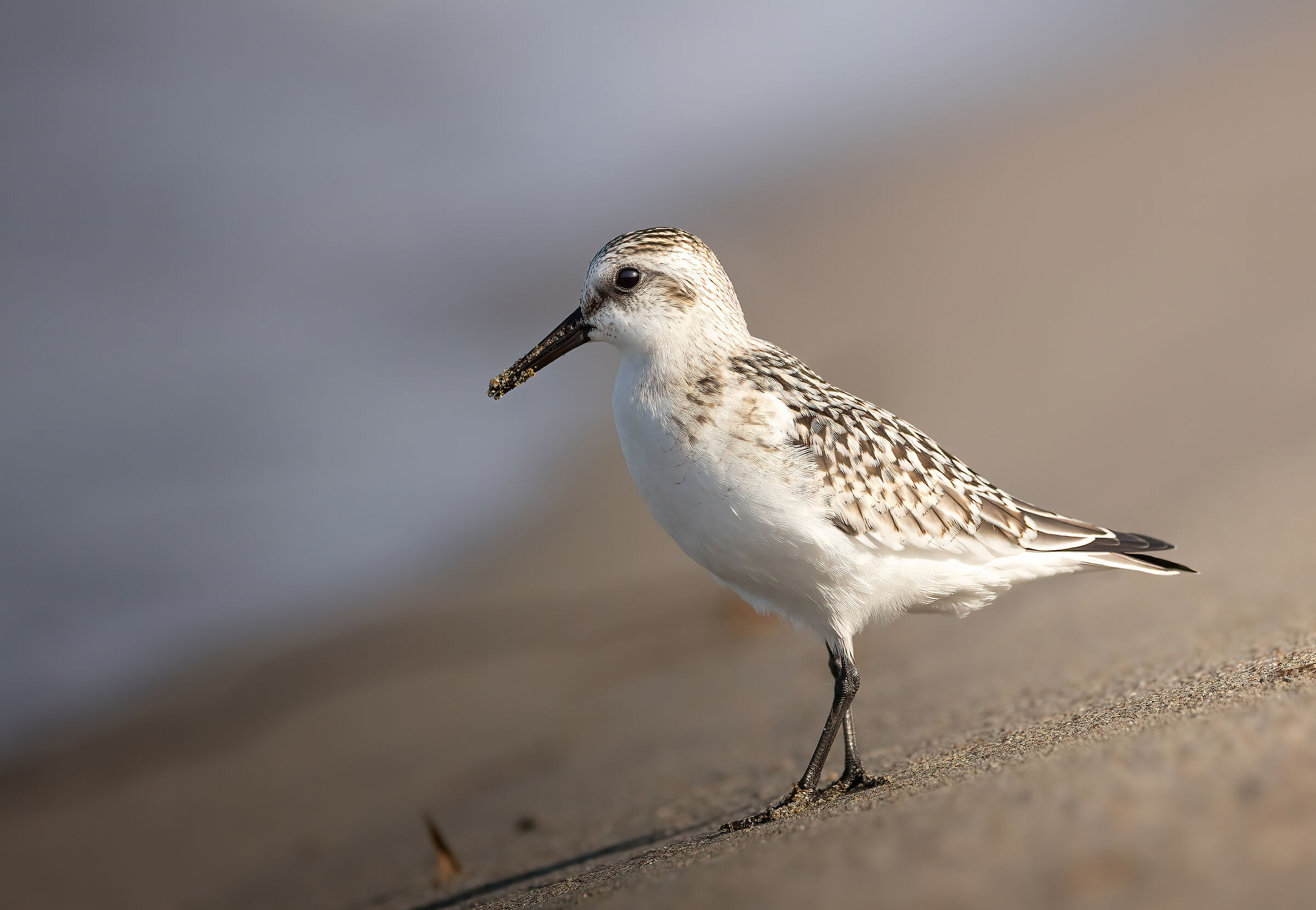 Three-toed sandpiper #2