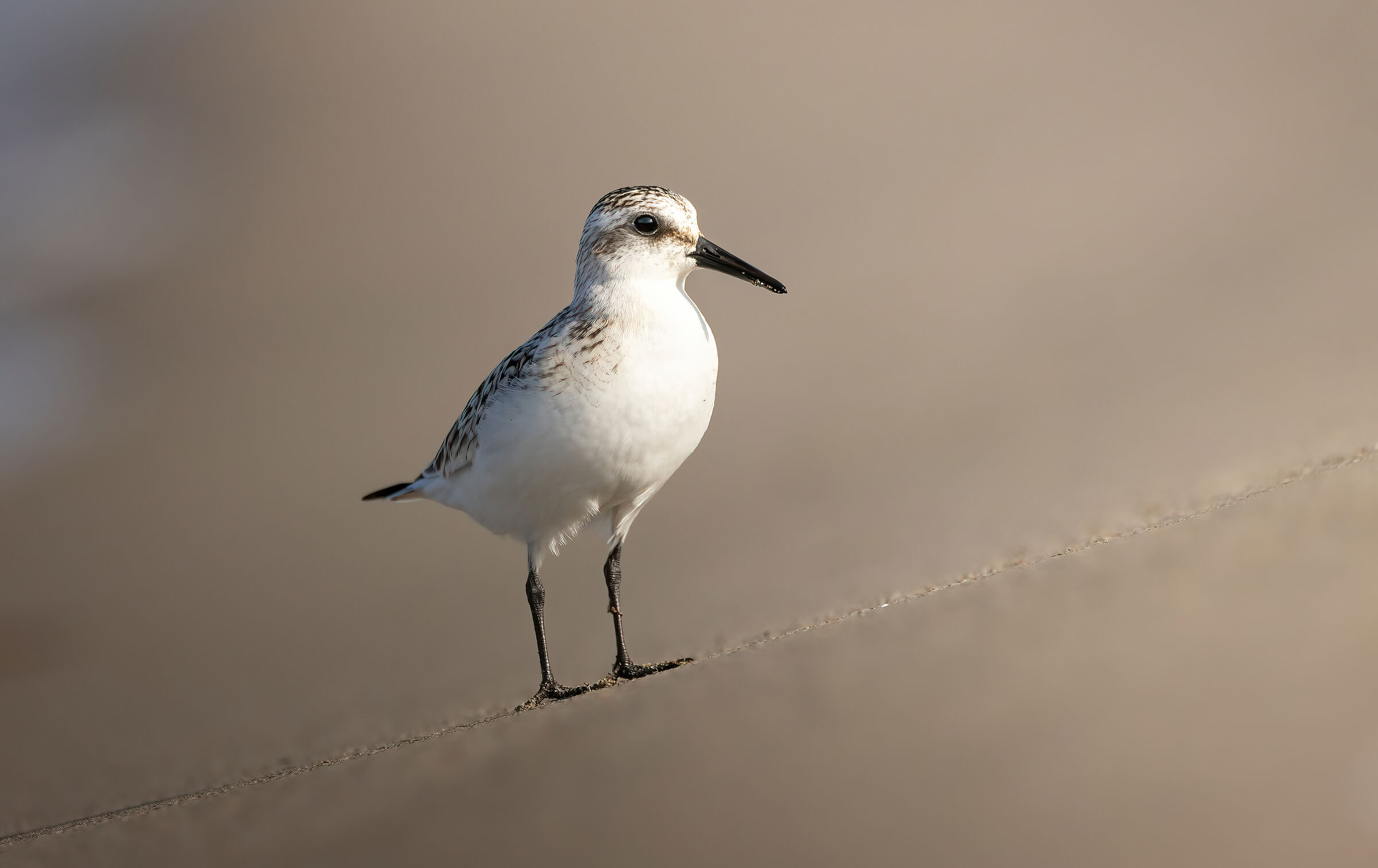 Three-toed sandpiper #3