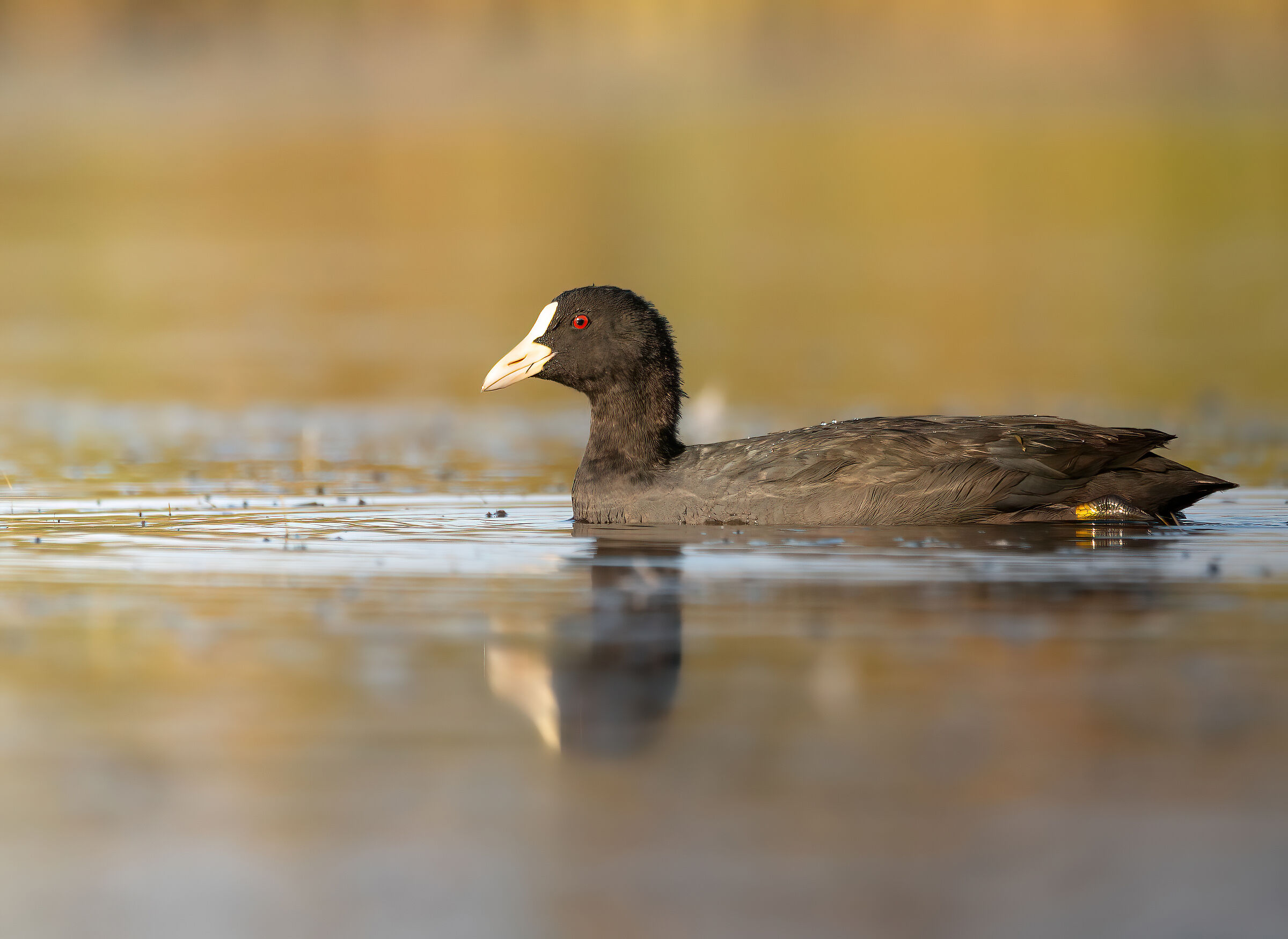Coot