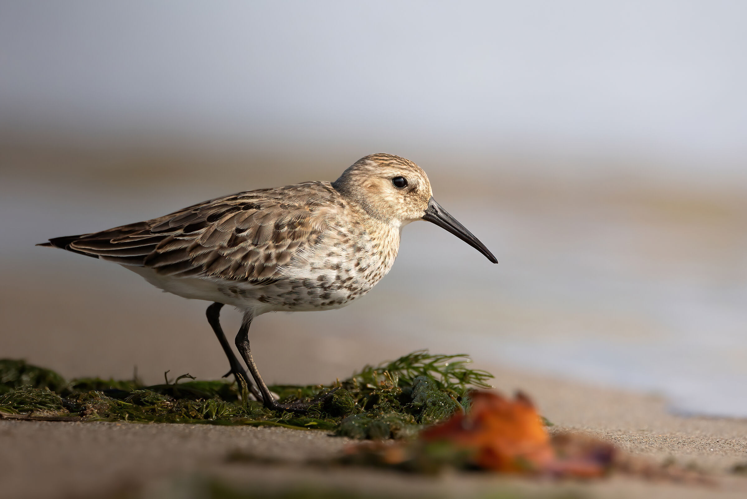 Fearless sandpiper #1