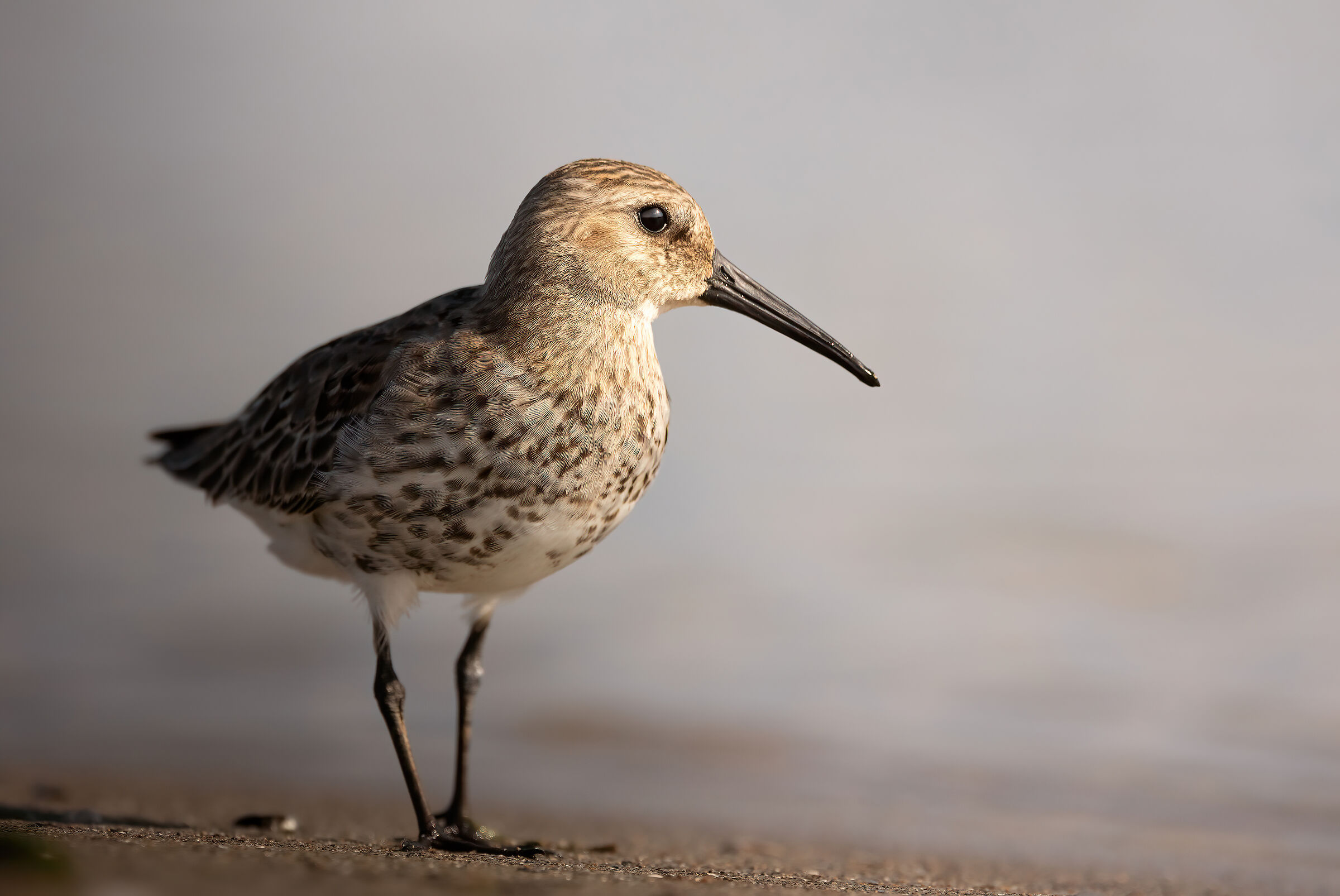 Fearless sandpiper #2