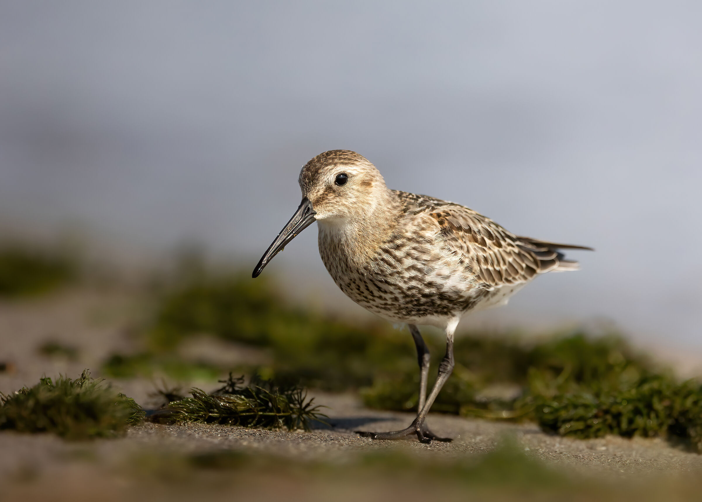 Fearless sandpiper #3