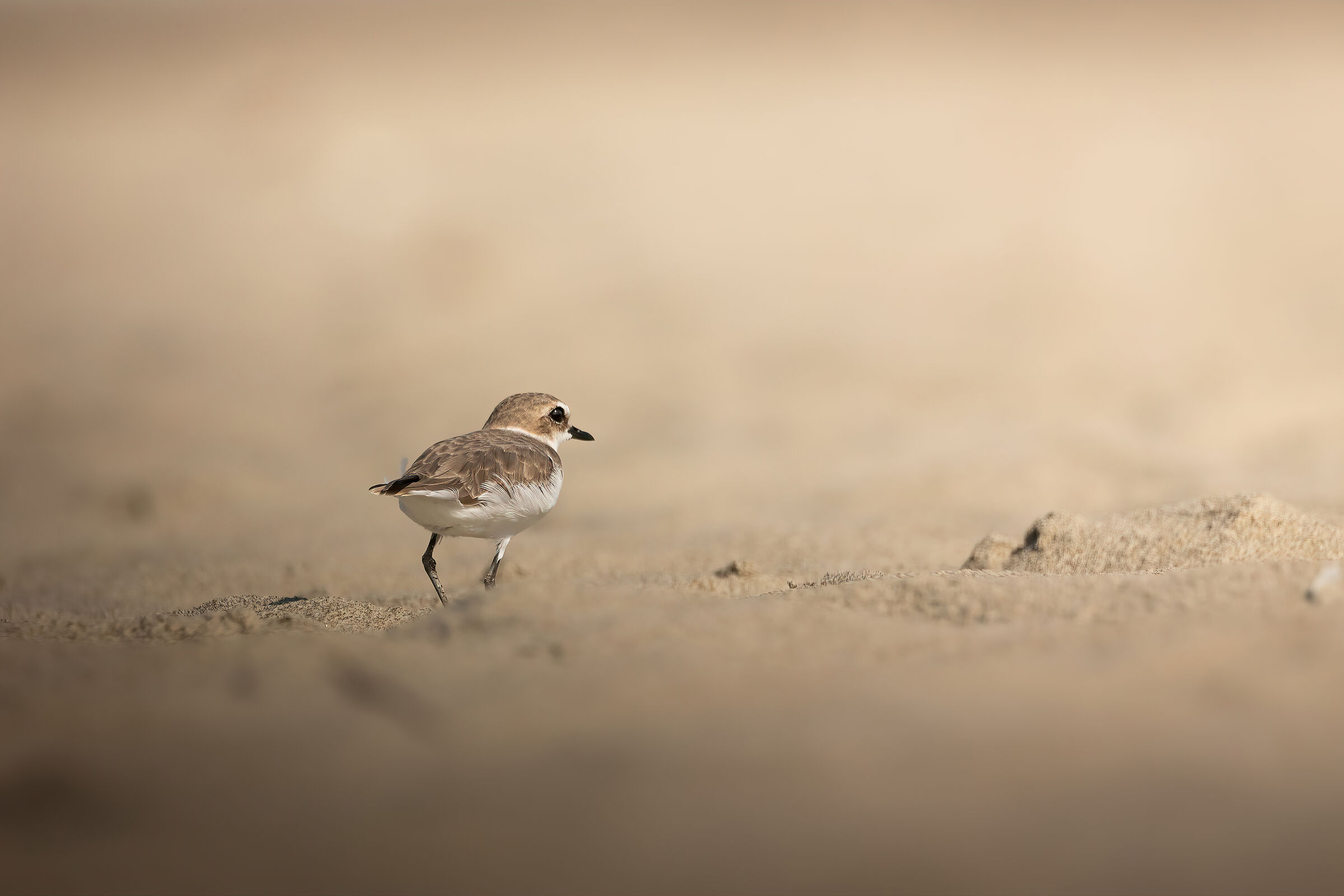 Fratino on the beach
