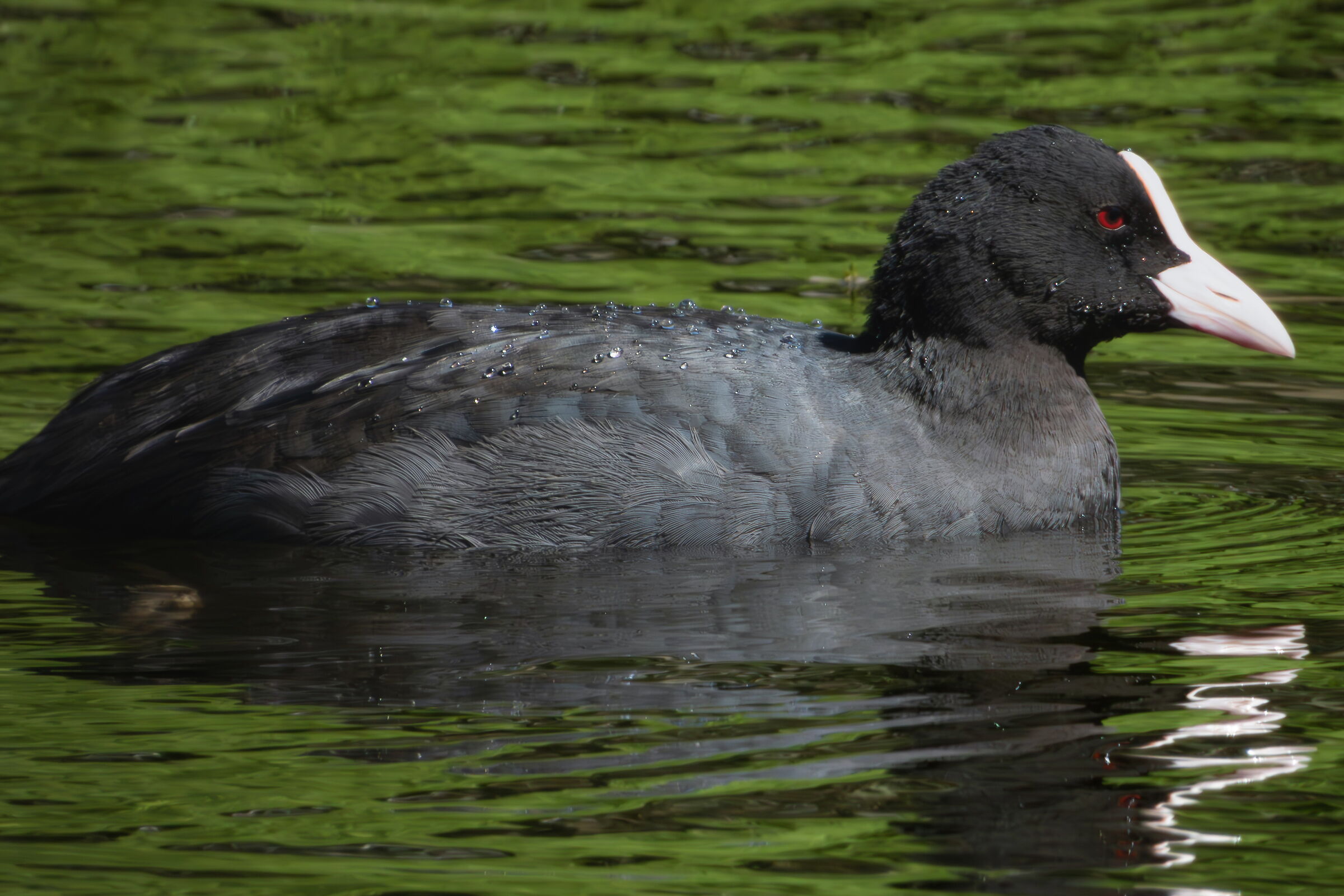 Coot