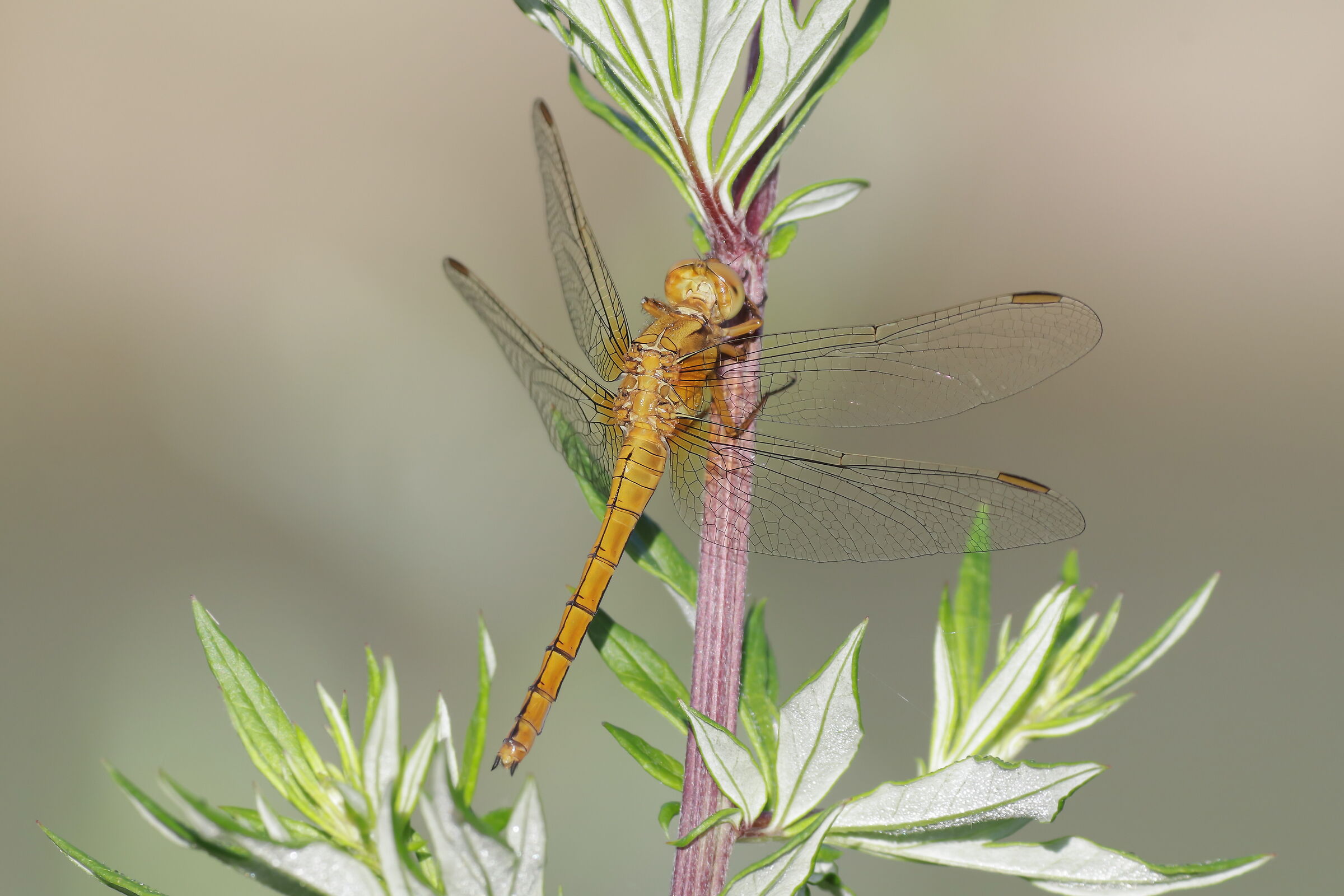 Orthetrum brunneum