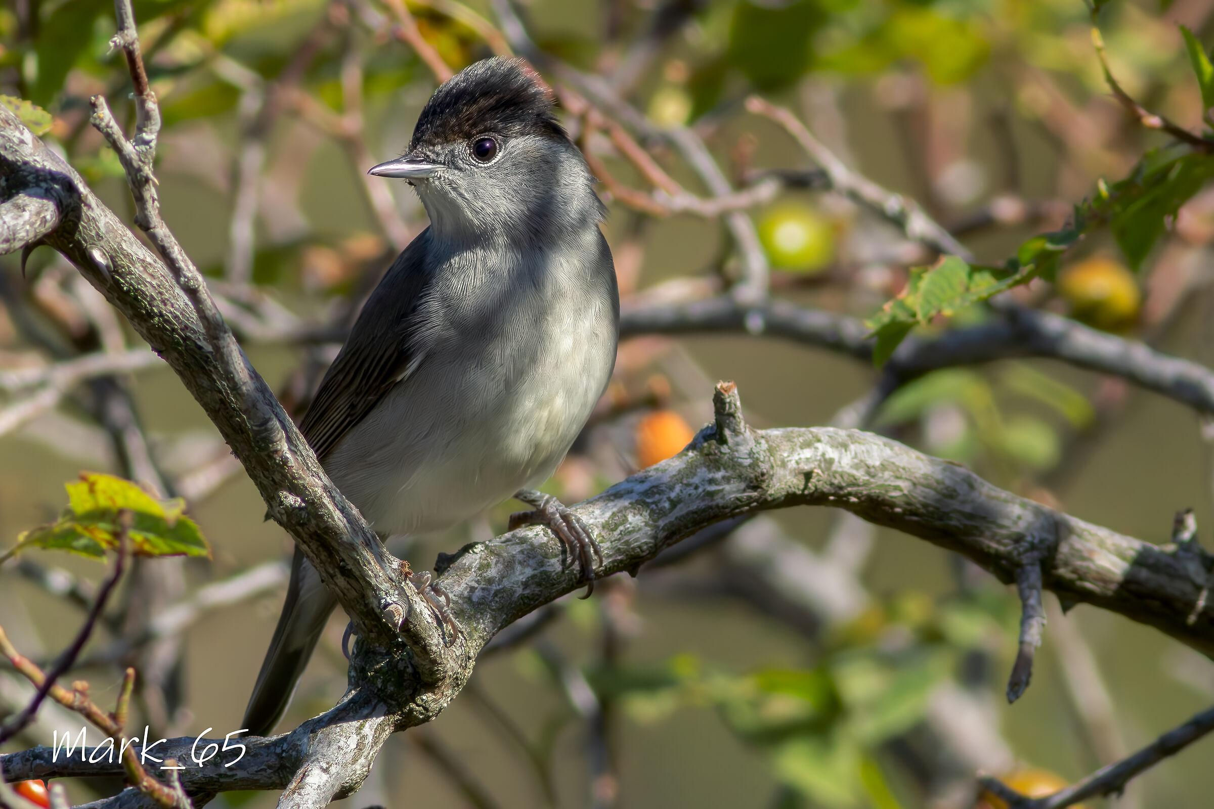 blackcap
