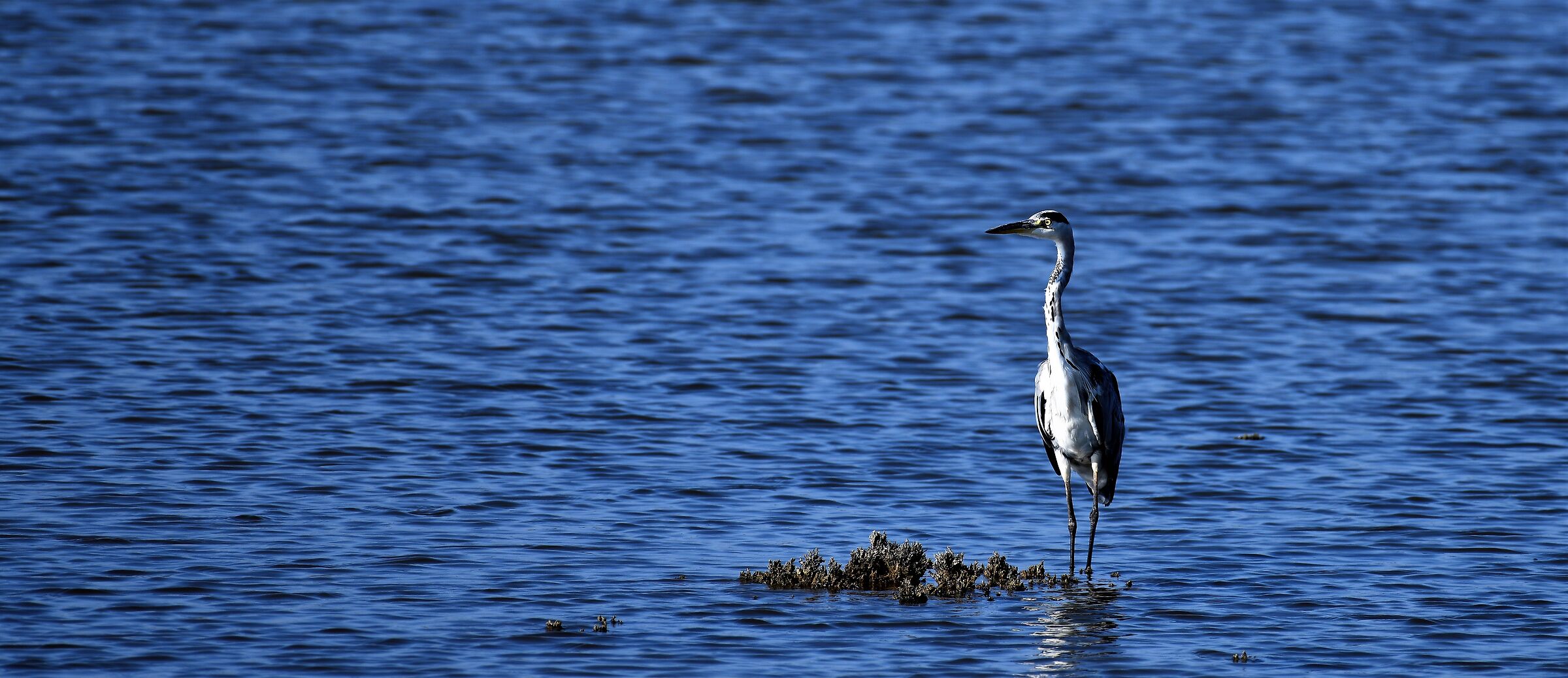 Grey Heron oasis of variconi