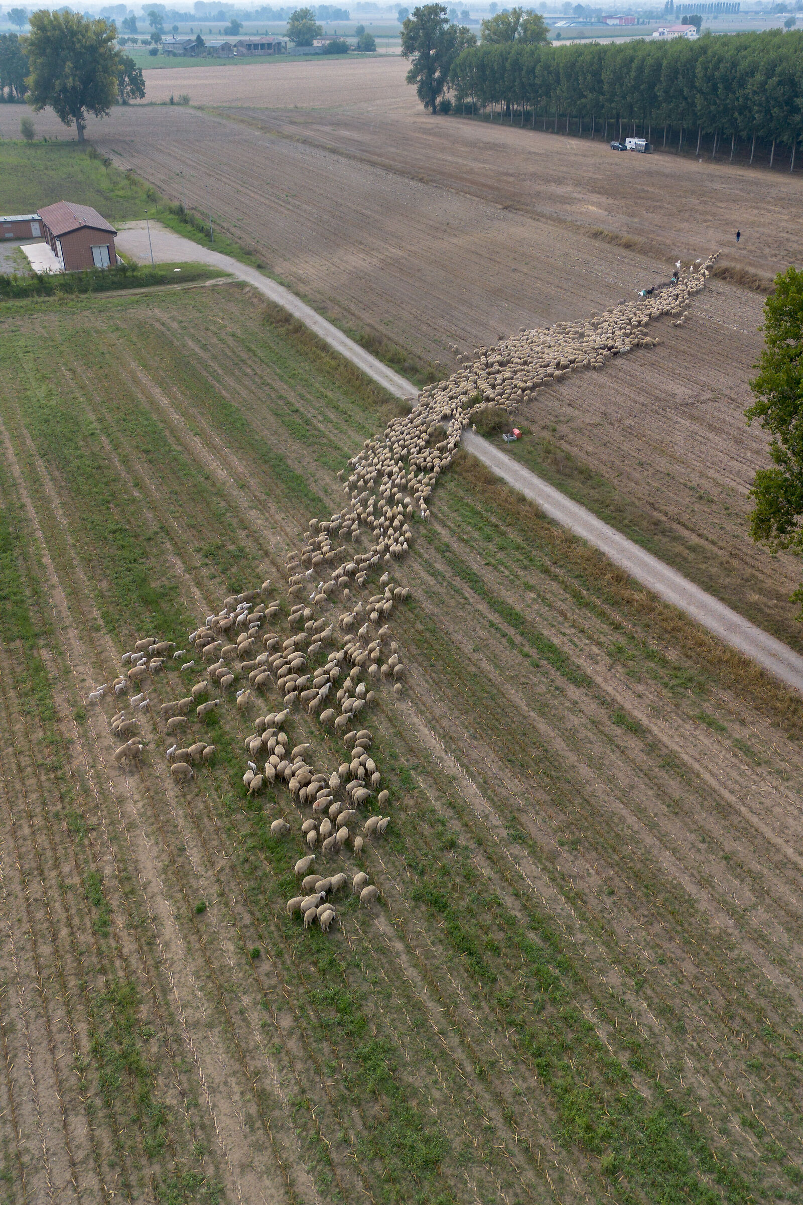 A river of... wool