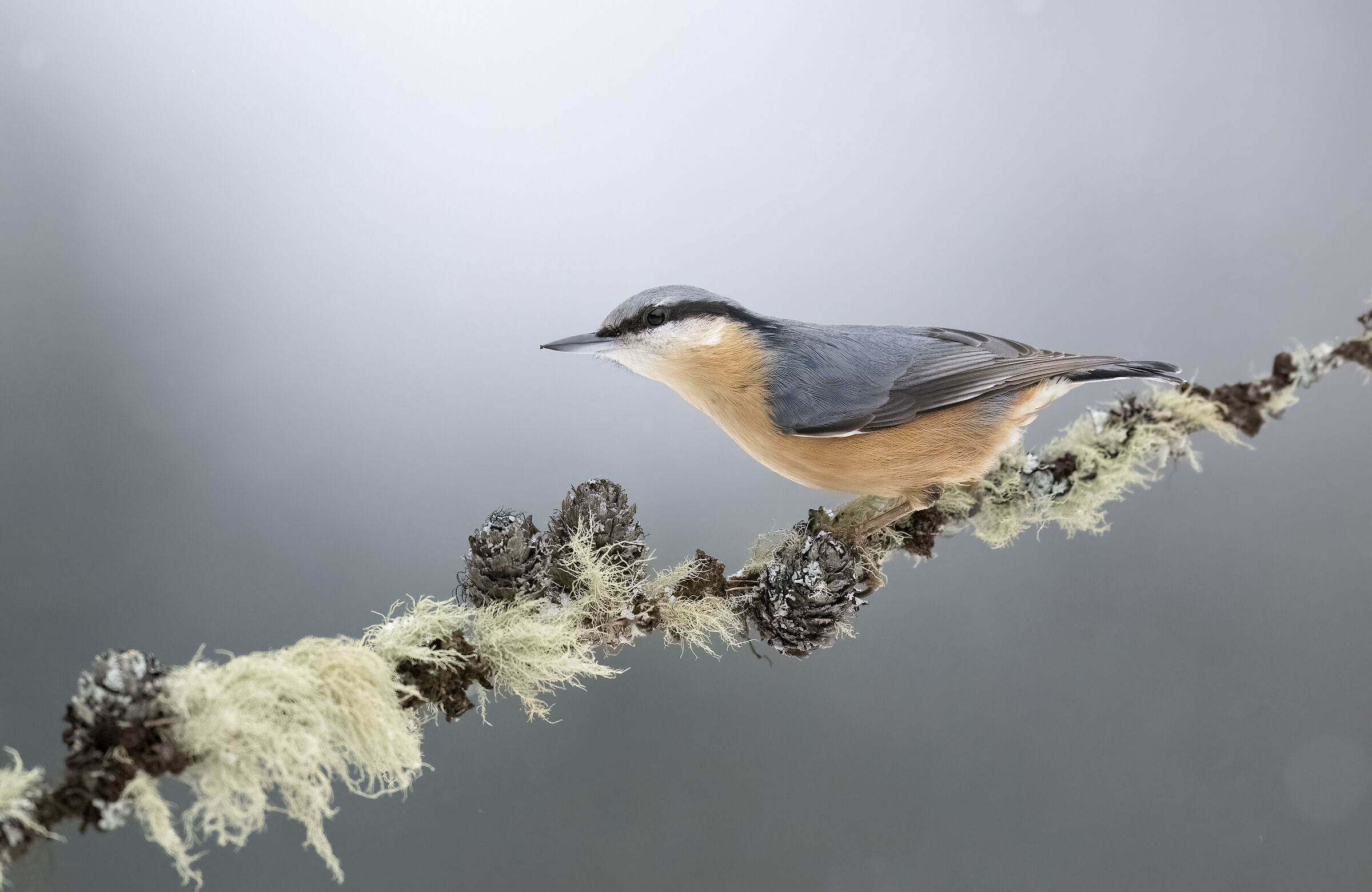 Wood nuthatch