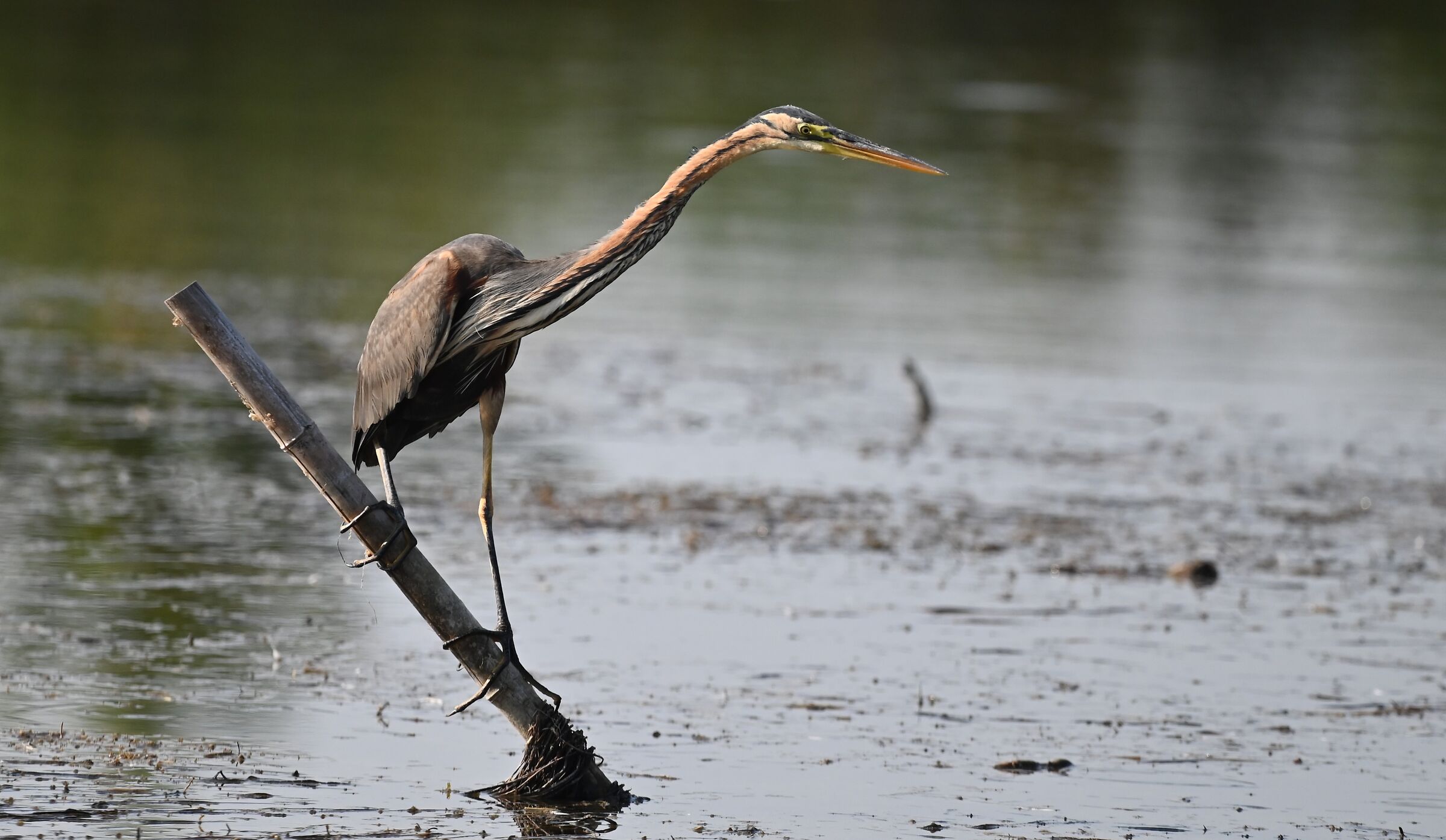 Grey heron