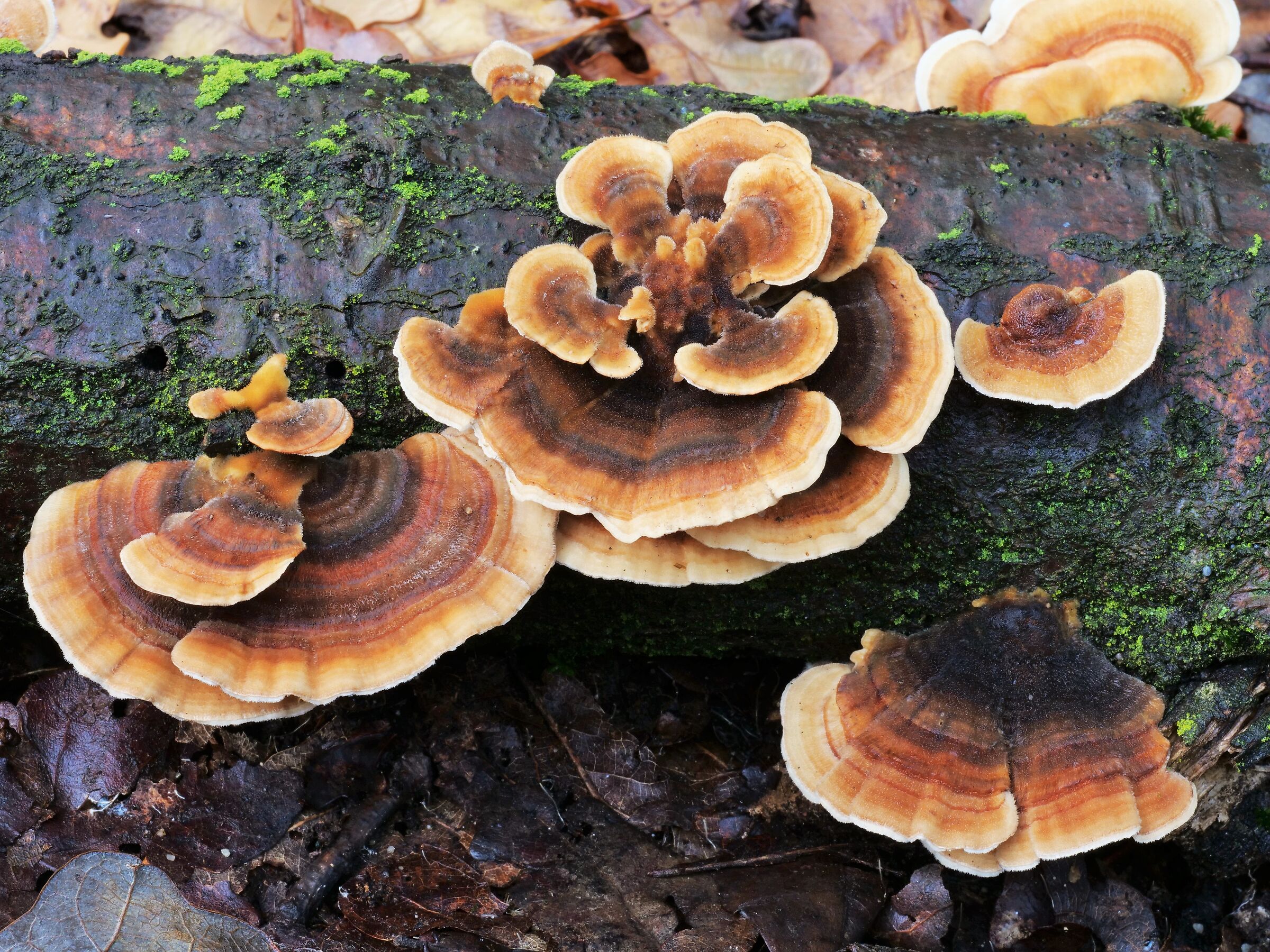 Trametes hirsuta