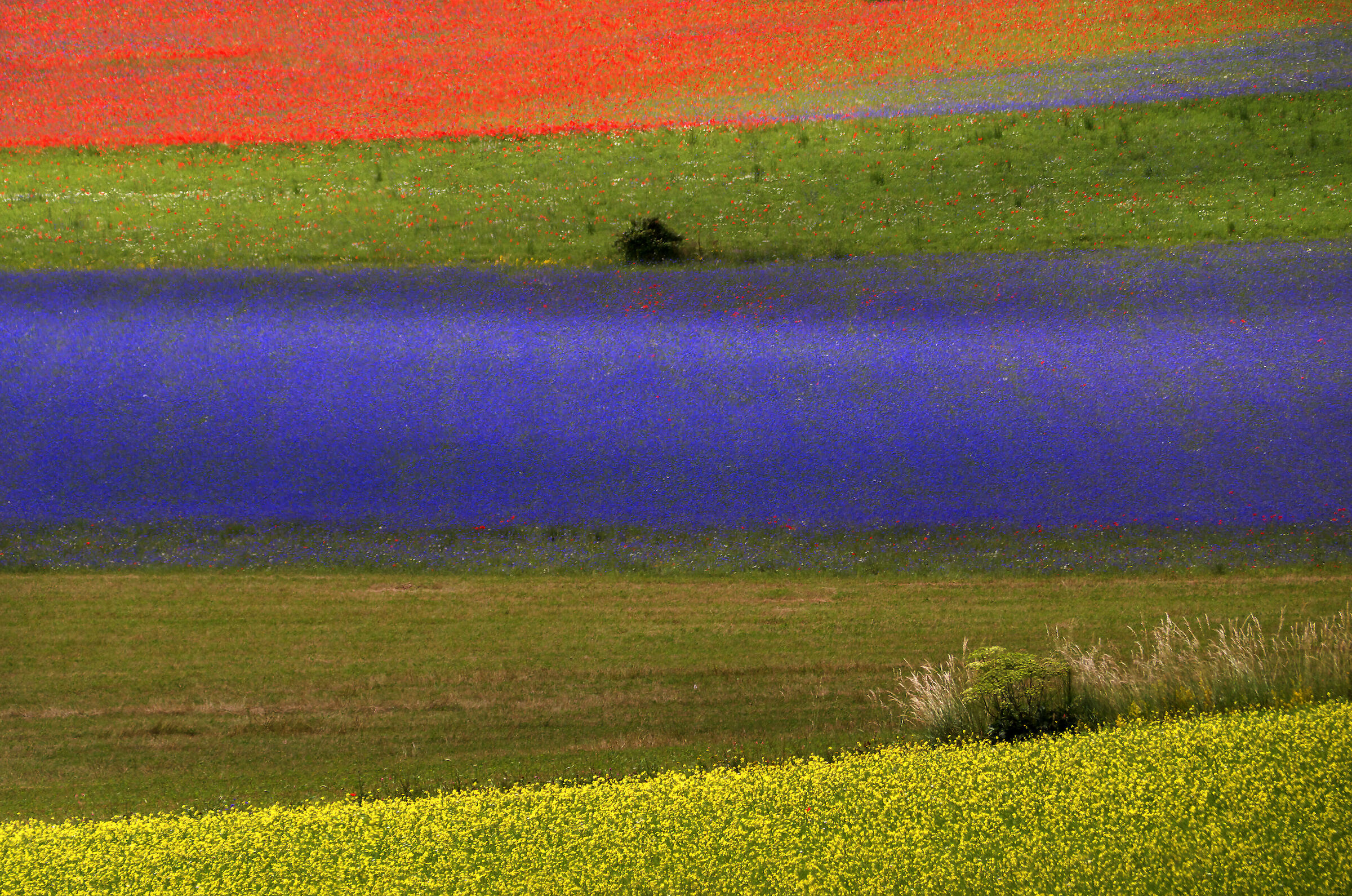 3 colori primari (cuore, saggezza, gioia)