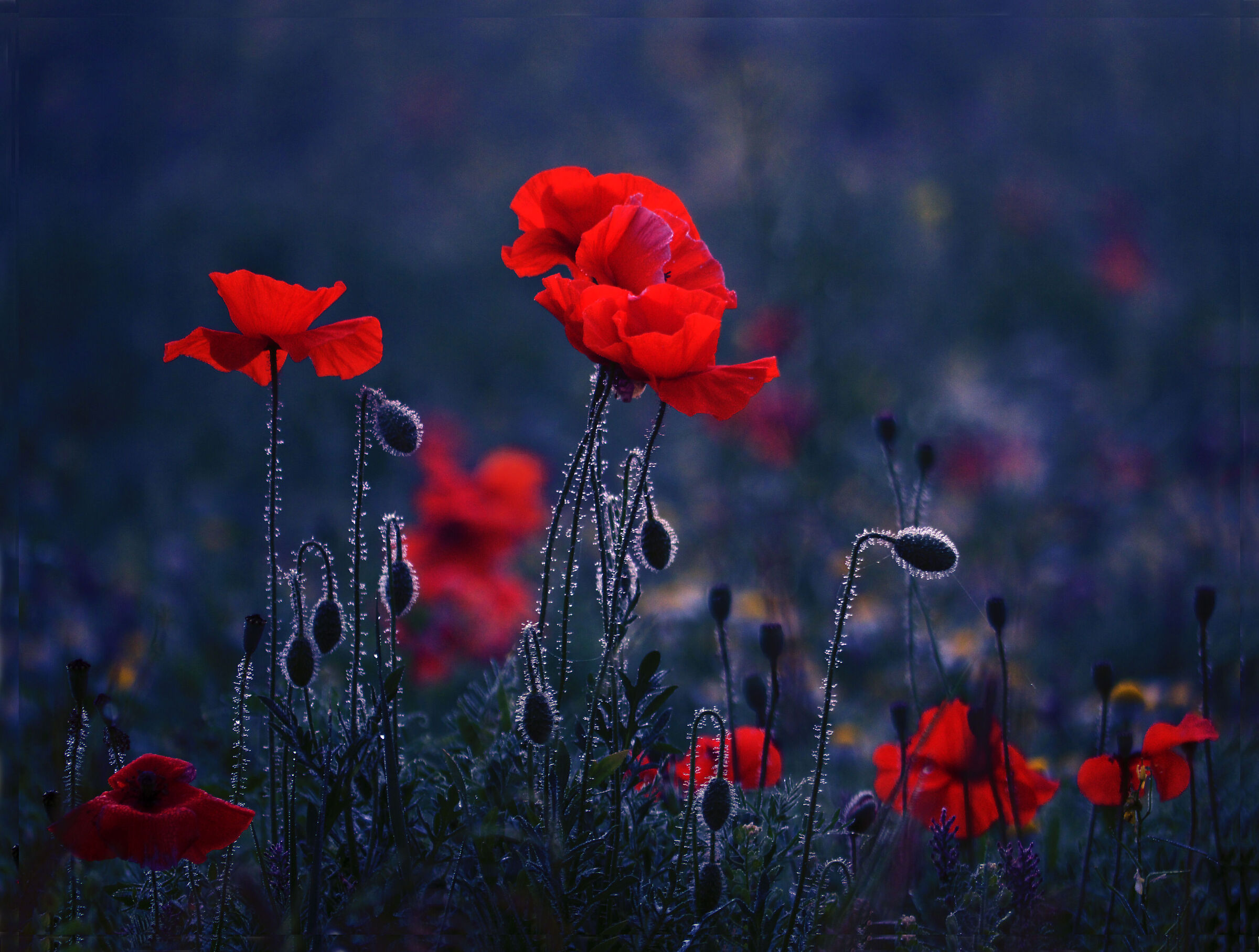 Il colore del silenzio