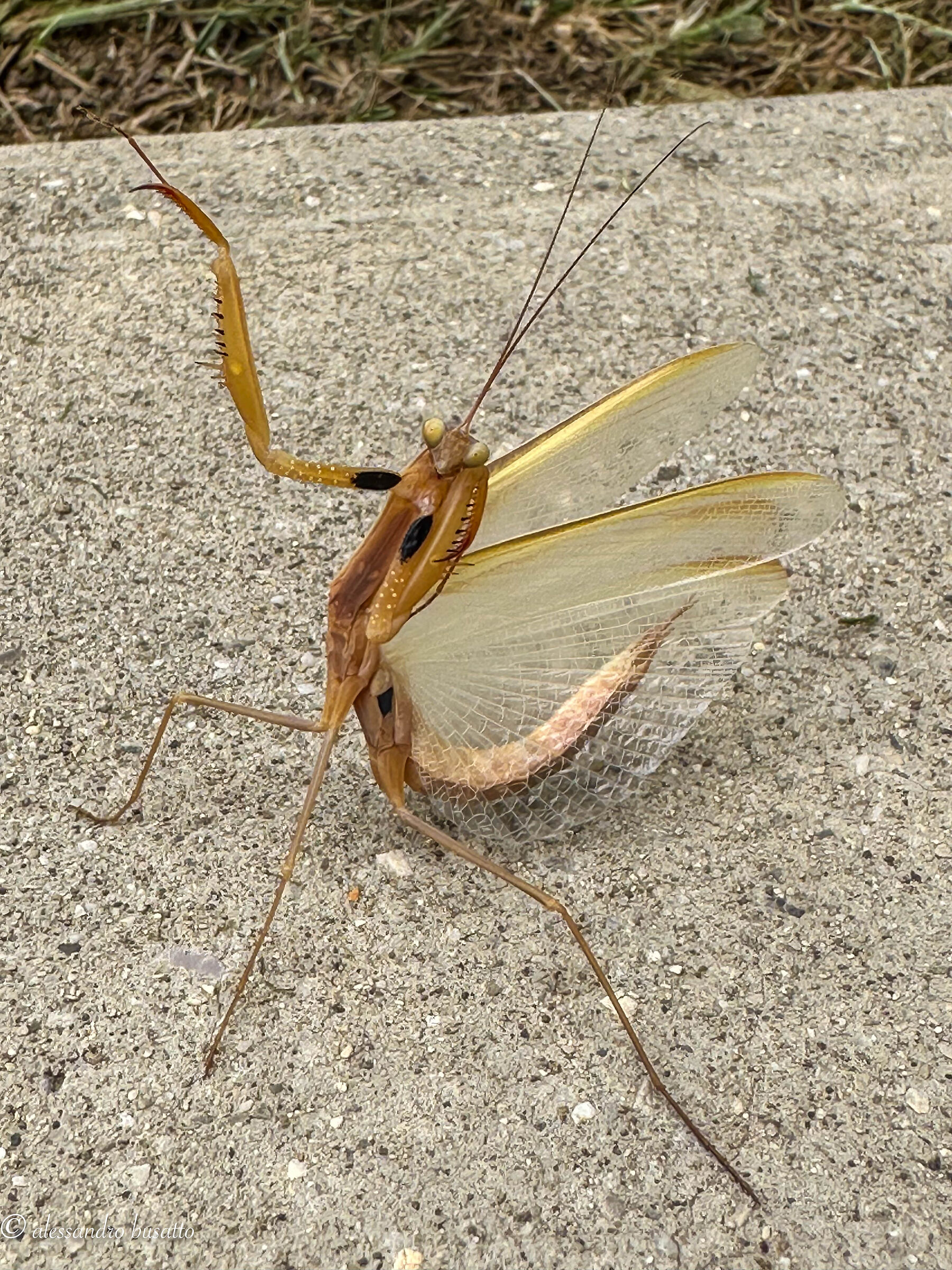 Mantis