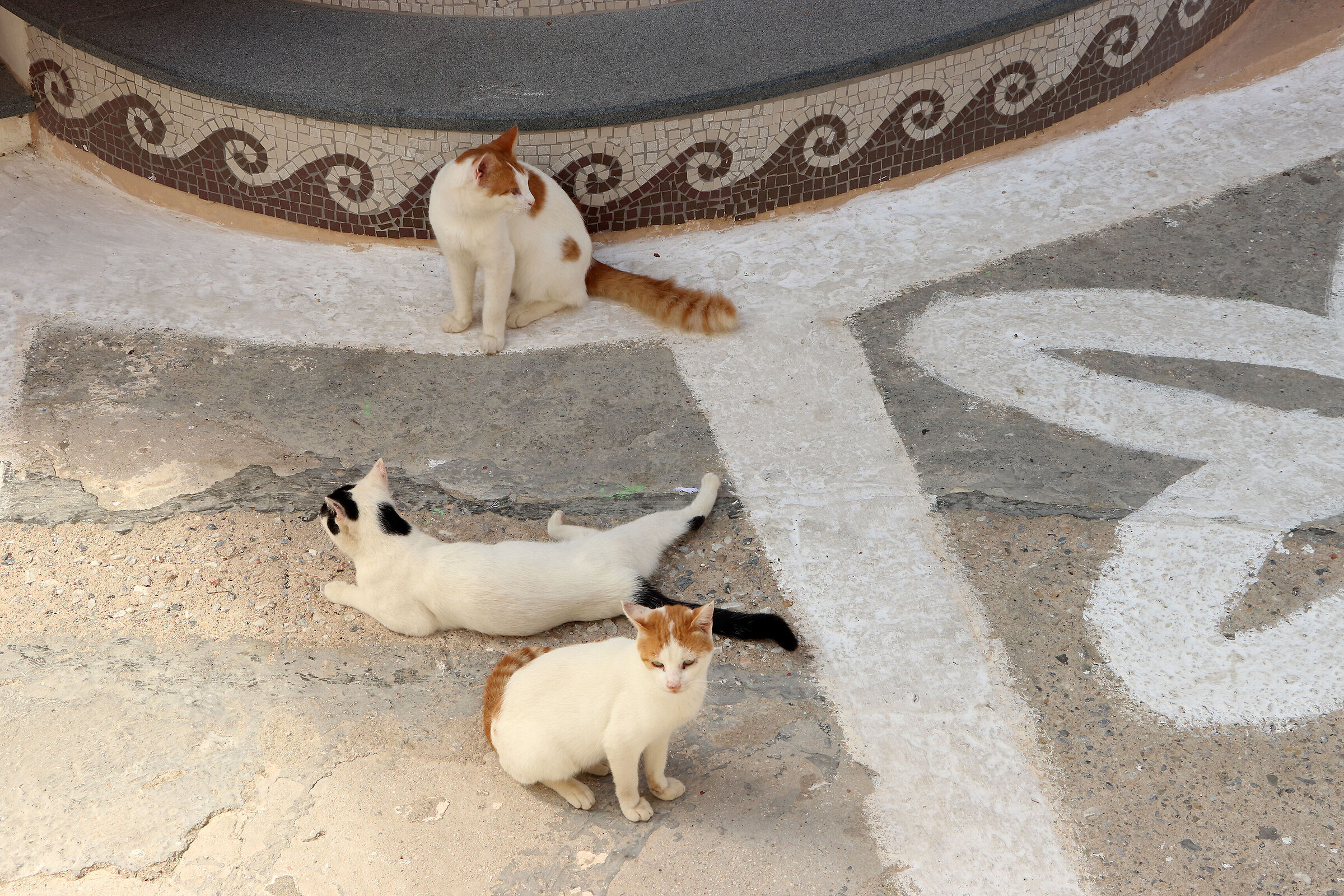 Karpathos - "aristocats" in Olympos