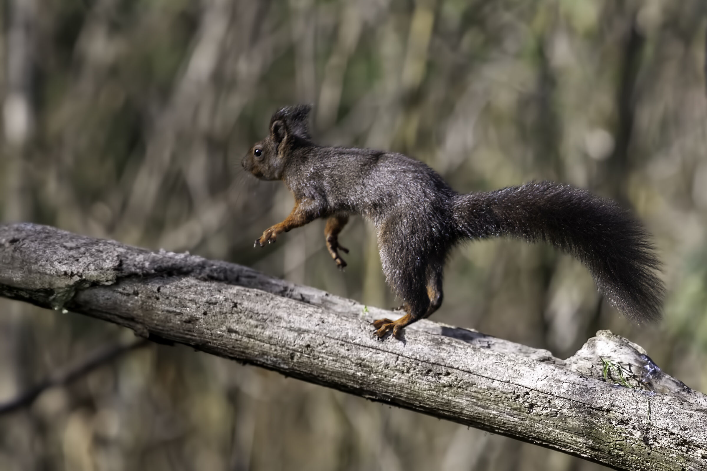 SQUIRREL