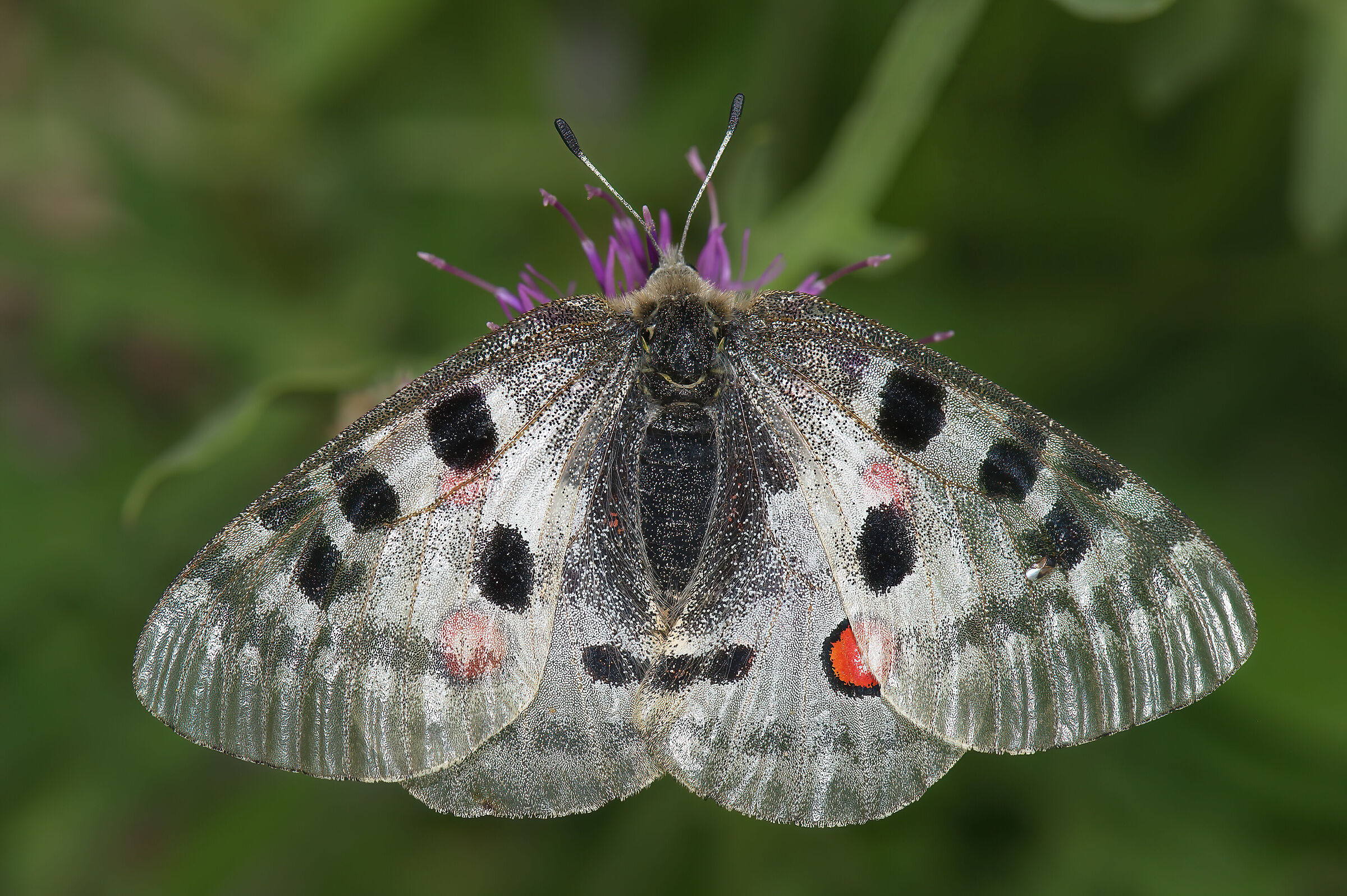Parnassius apollo con ospite (minute pirate bug)