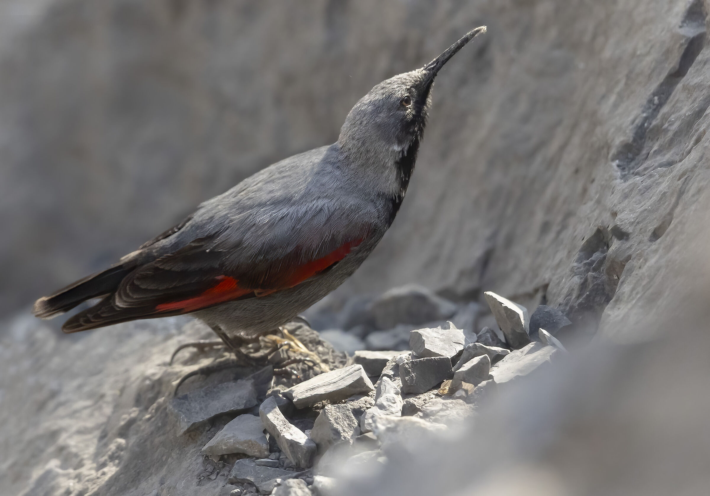 un raggio di sole sul picchio muraiolo