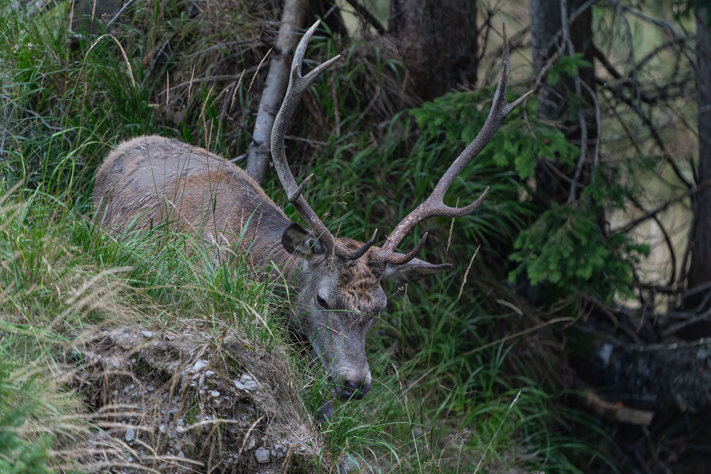 Deer Carnic Alps 2023