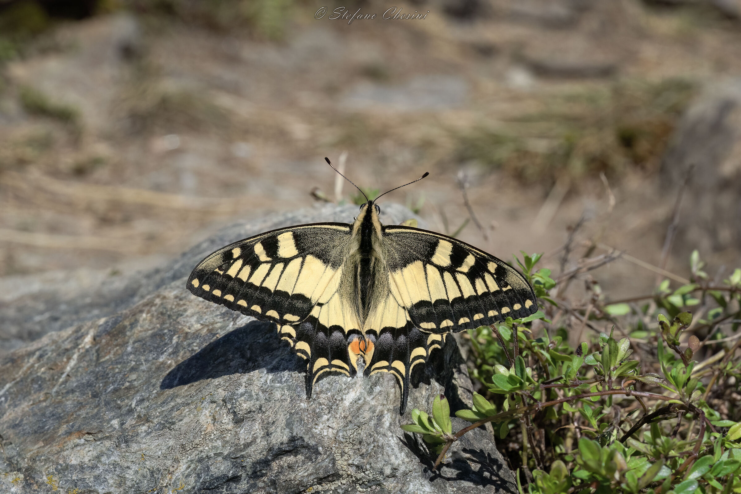 Volare o non volare?