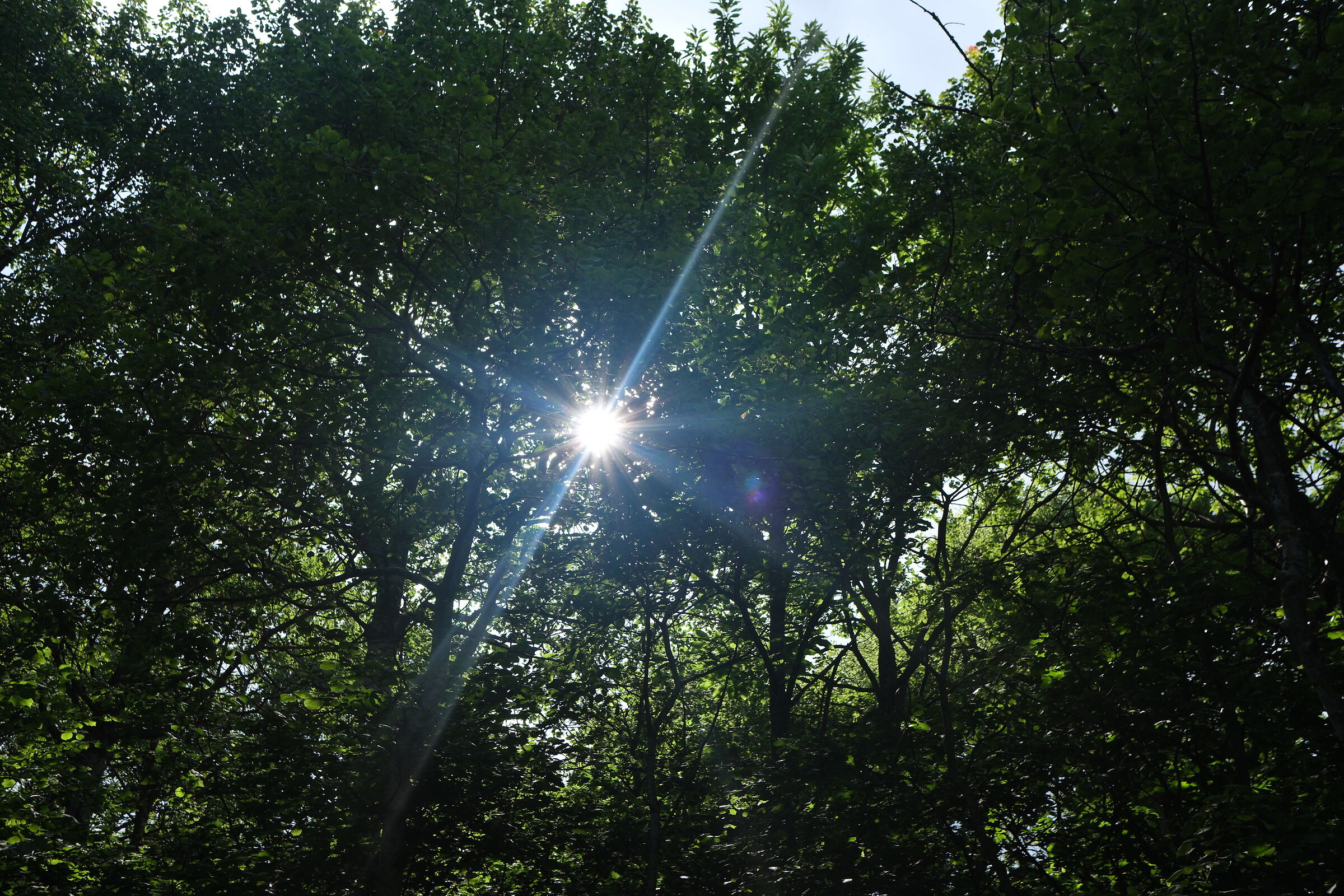 Experiment in the woods!