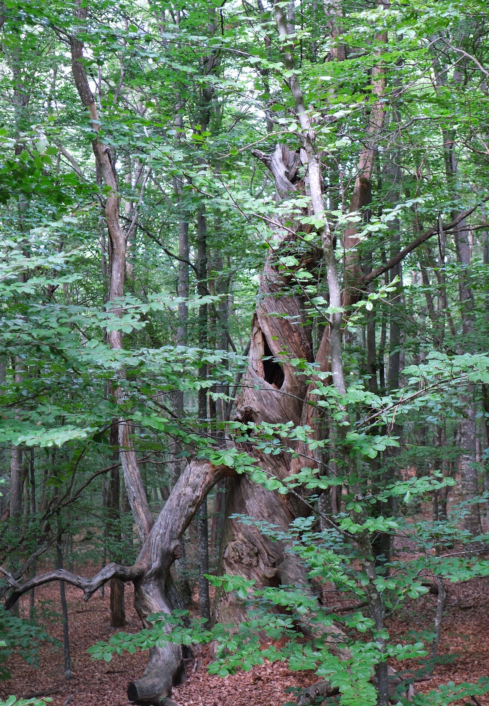 Esperimento nel bosco 1!