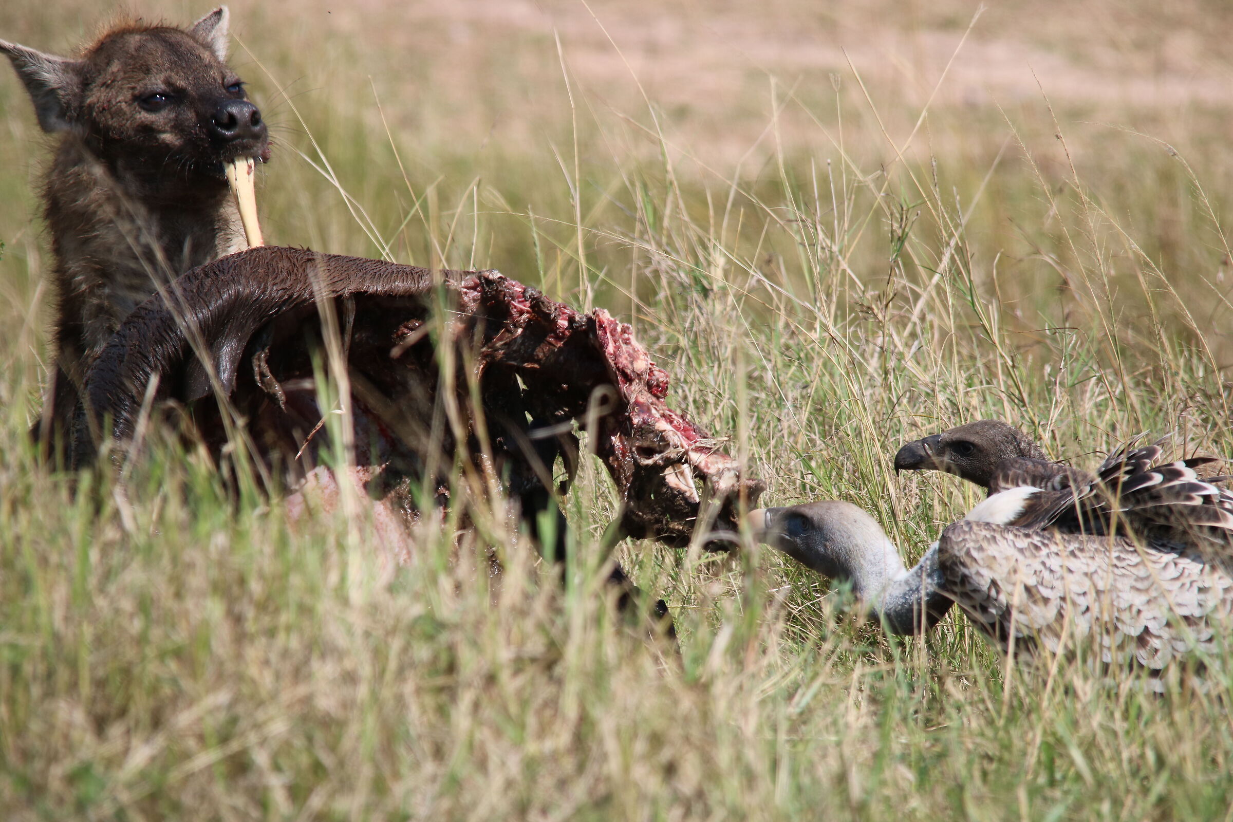 Masai Mara - The scavengers