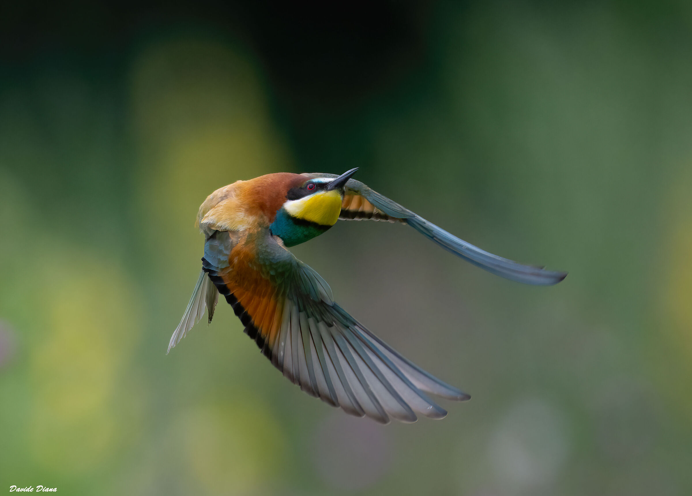 Bee-eater
